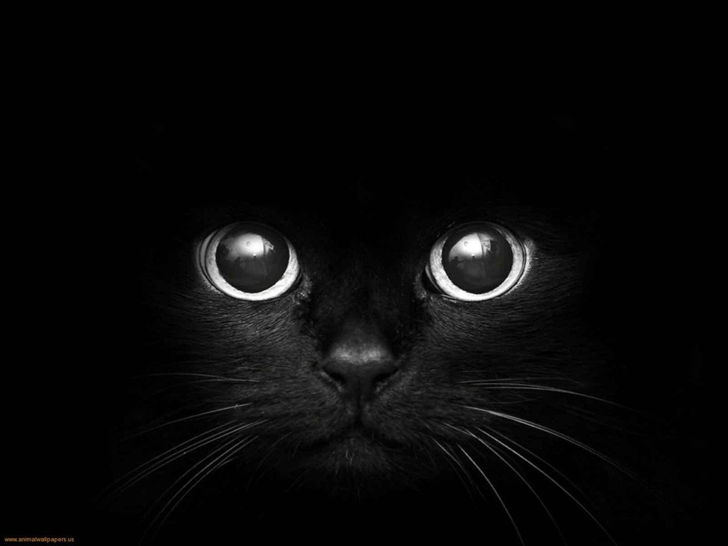 General 1024x768 cats monochrome dark animals mammals animal eyes