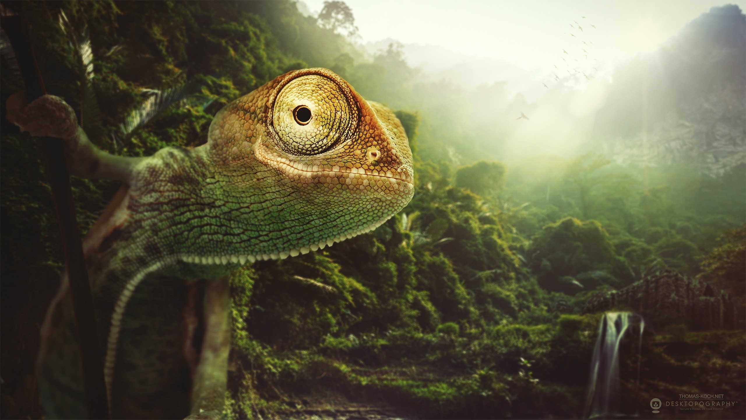 General 2560x1440 Desktopography digital art animals lizards