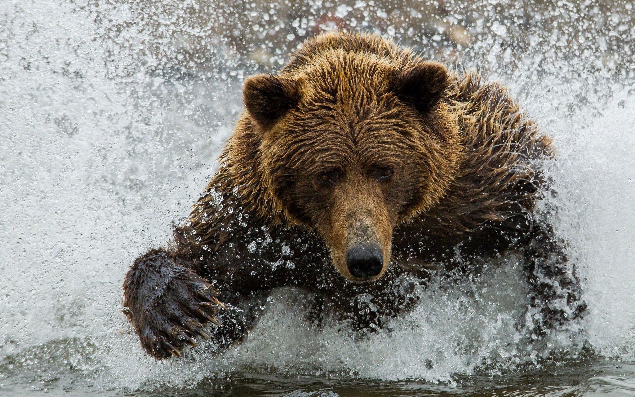 General 2048x1281 animals splashes bears wildlife wet water nature mammals closeup