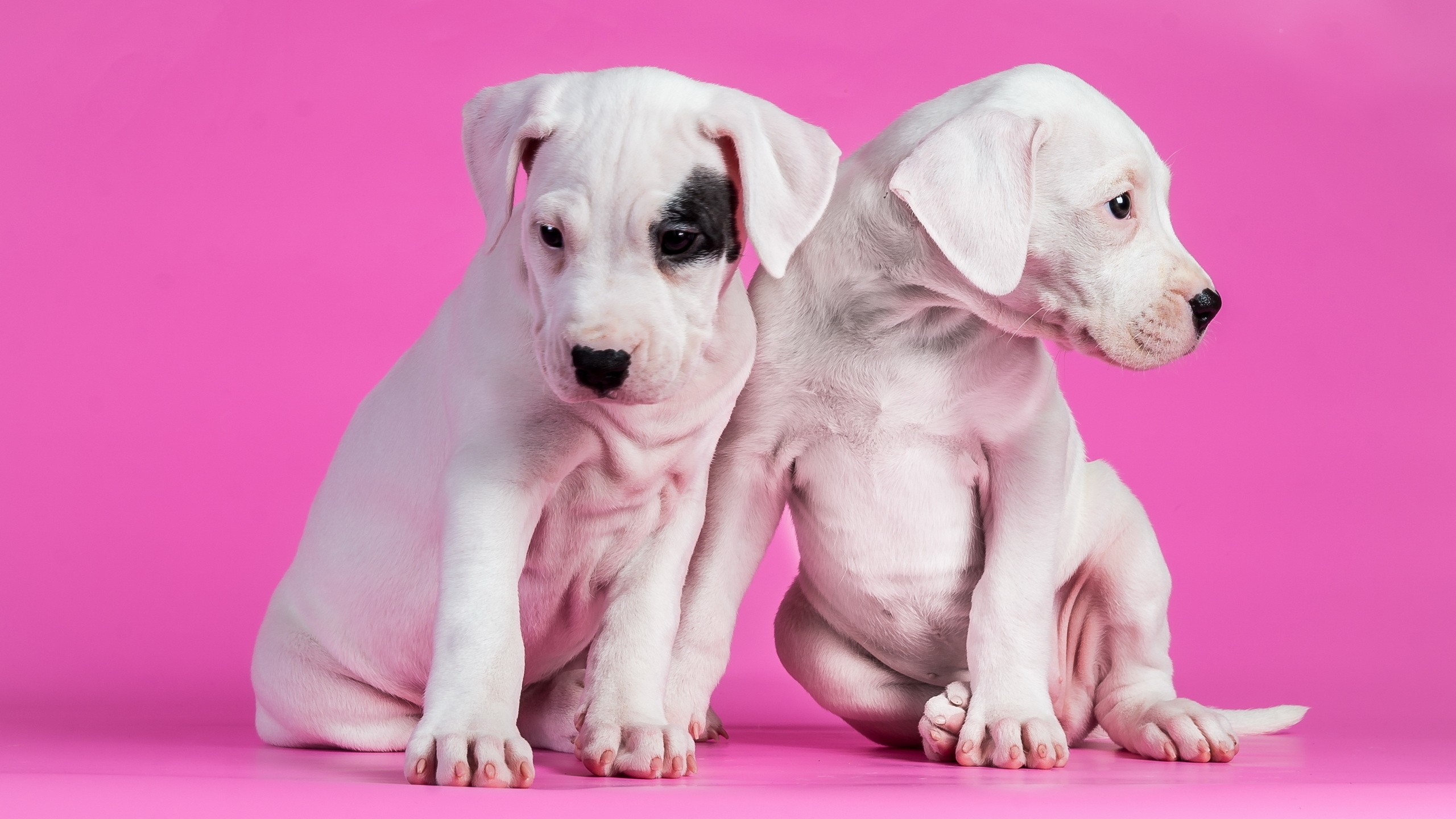 General 2560x1440 dog pink background puppies pink