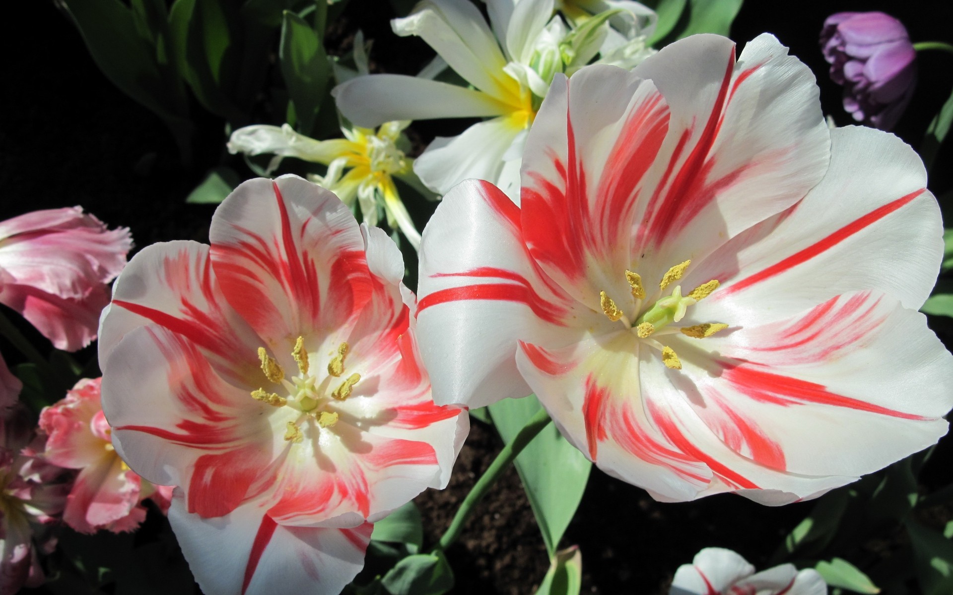 General 1920x1200 tulips flowers nature white flowers plants closeup