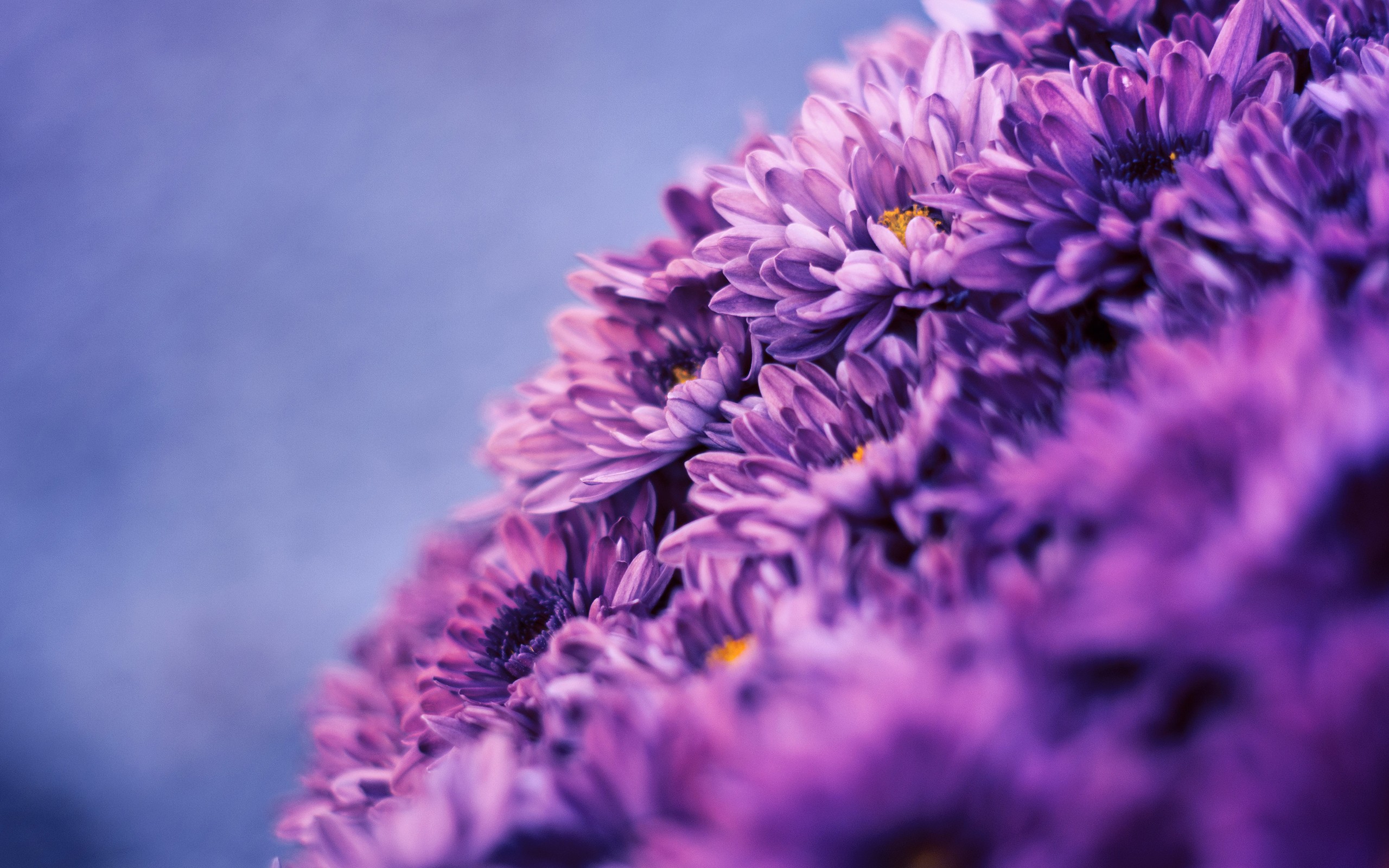 General 2560x1600 filter nature flowers macro purple flowers plants