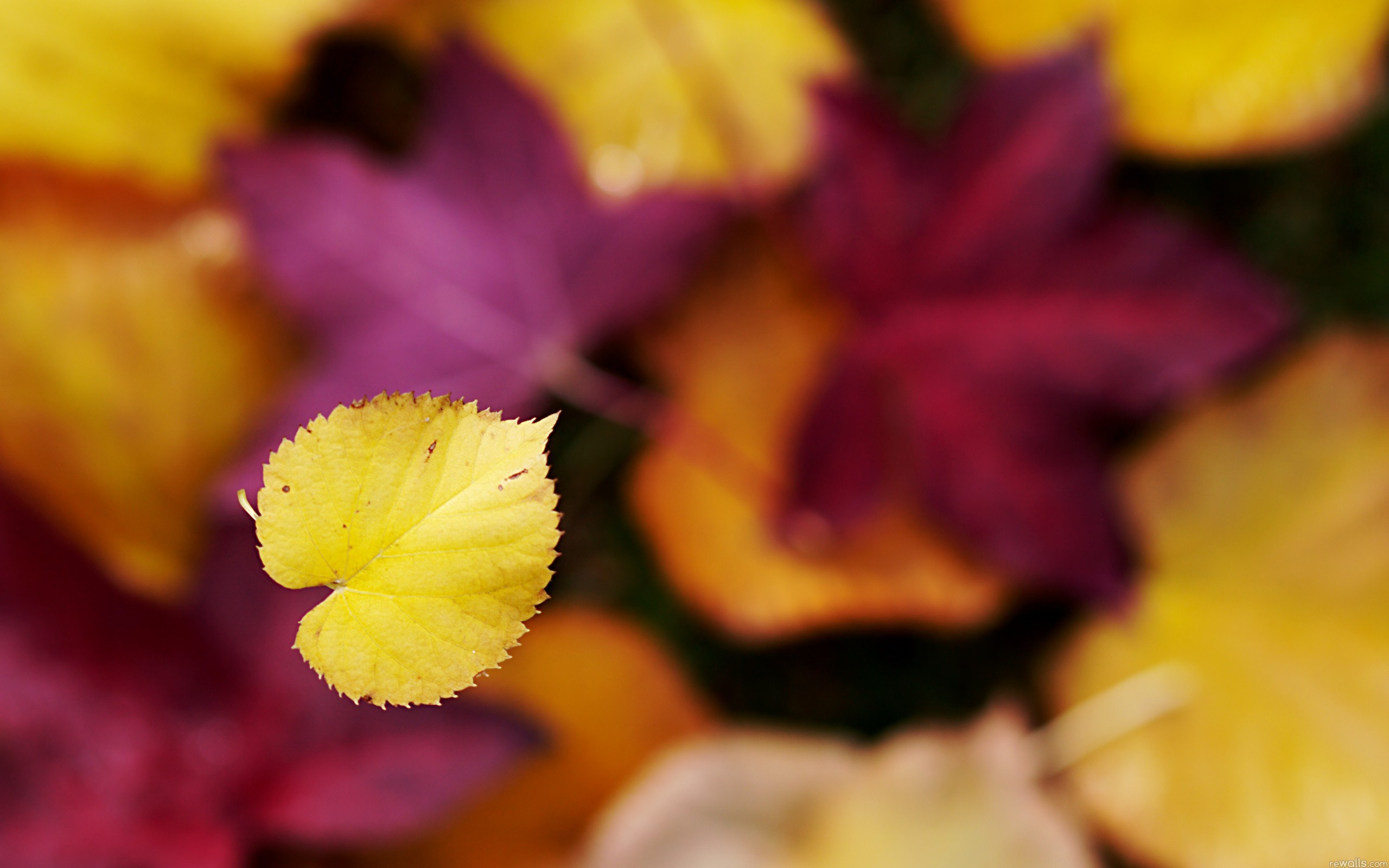 General 2560x1600 plants fall leaves fallen leaves vibrant yellow depth of field macro nature
