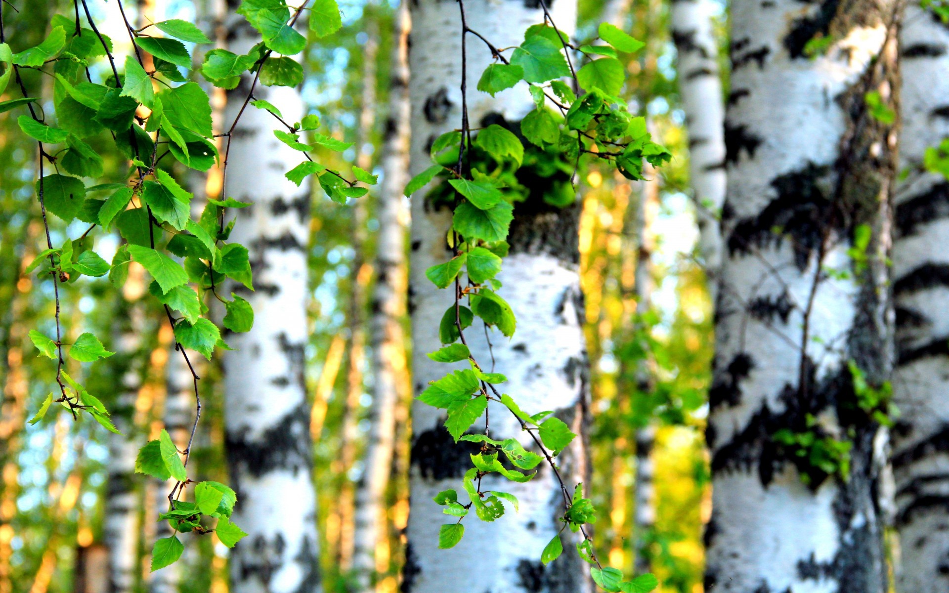 General 1920x1200 nature trees leaves plants birch forest sunlight summer vibrant