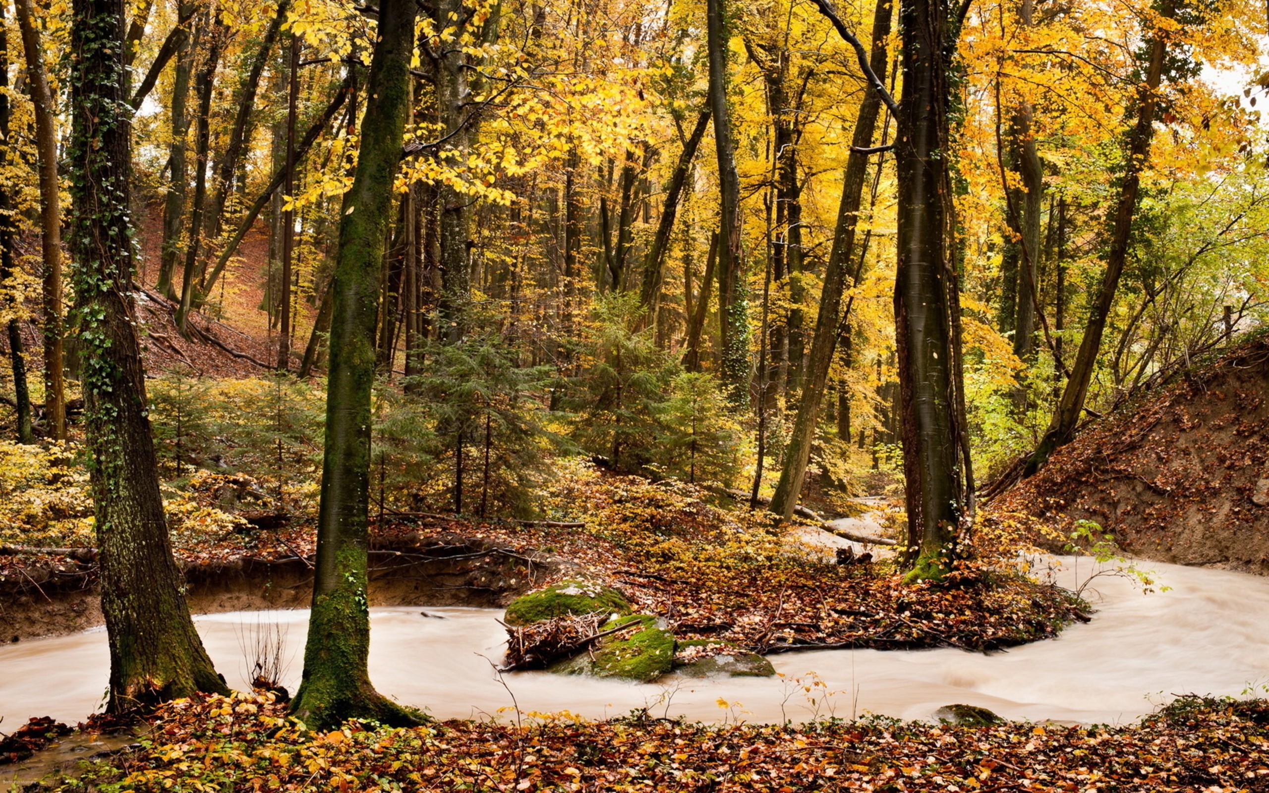General 2560x1600 nature landscape trees river forest fall