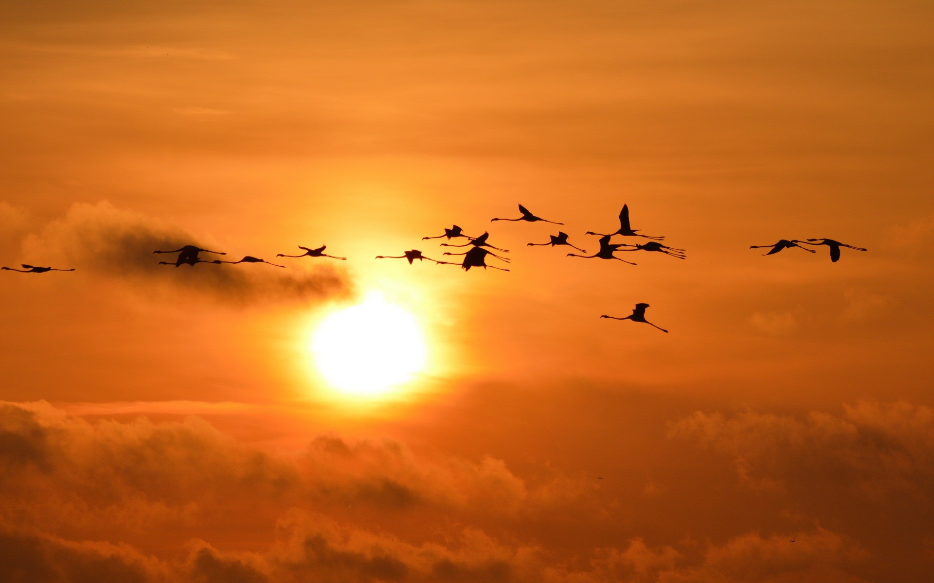 General 1920x1200 sunset Sun sky flamingos birds silhouette animals low light