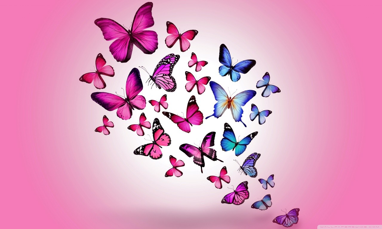 General 1280x768 artwork insect animals butterfly pink background gradient