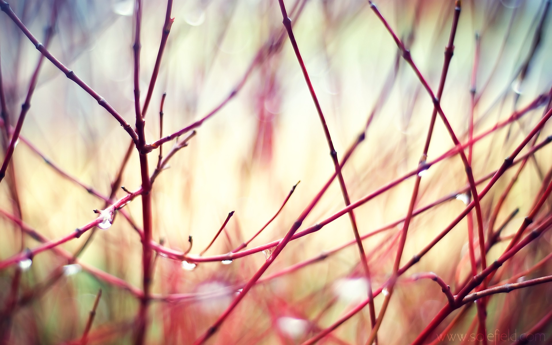 General 1920x1200 nature plants depth of field photography twigs