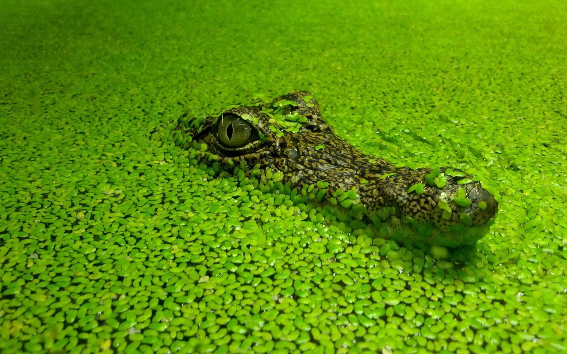 General 1920x1200 crocodiles nature green reptiles animals wildlife