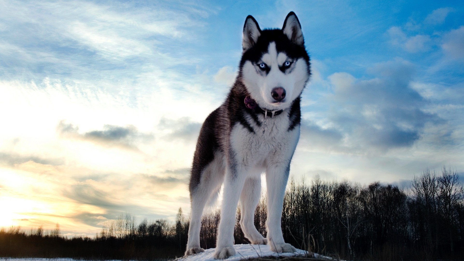 General 1920x1080 dog animals Siberian Husky  mammals outdoors sky animal eyes