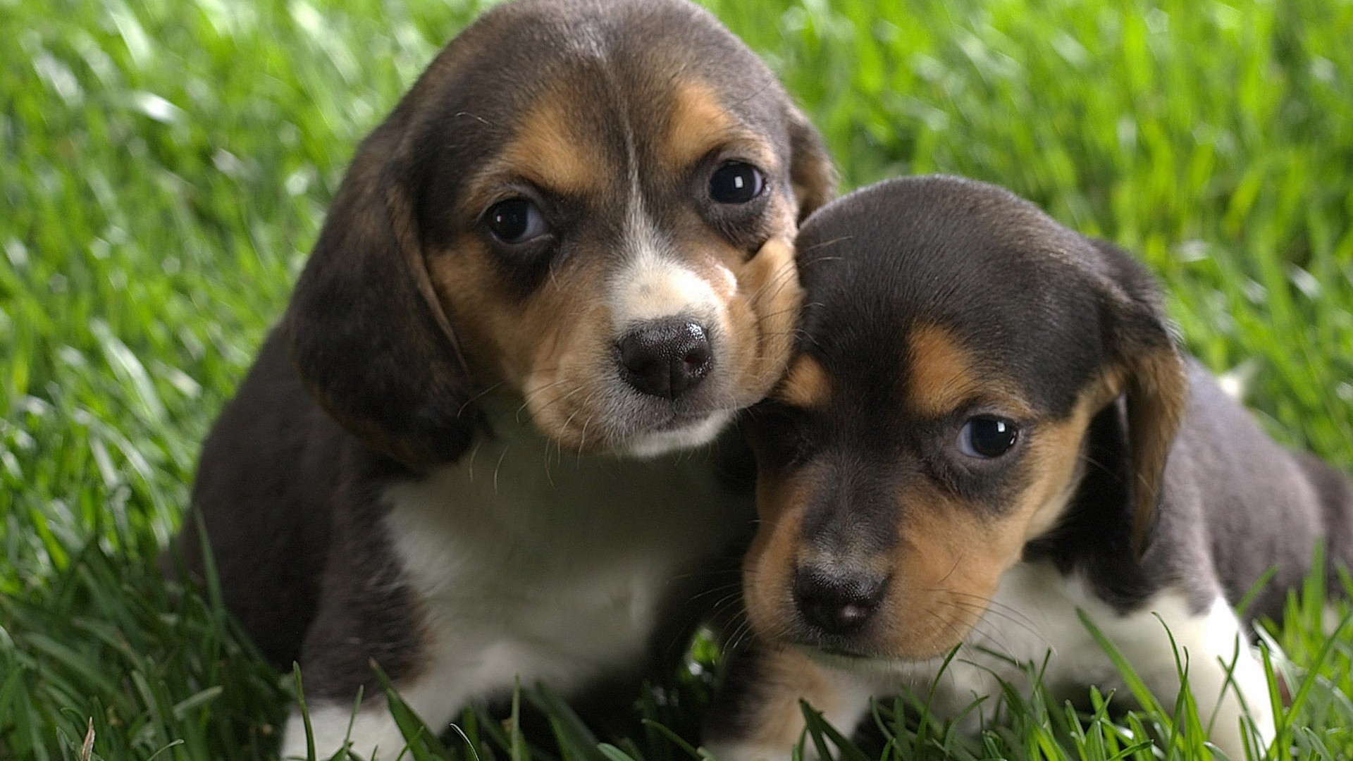 General 1920x1080 puppies Beagles dog baby animals animals mammals