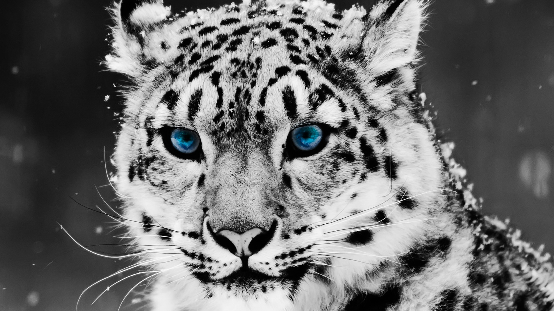 General 1920x1080 selective coloring animals snow leopards leopard blue eyes feline mammals animal eyes nature