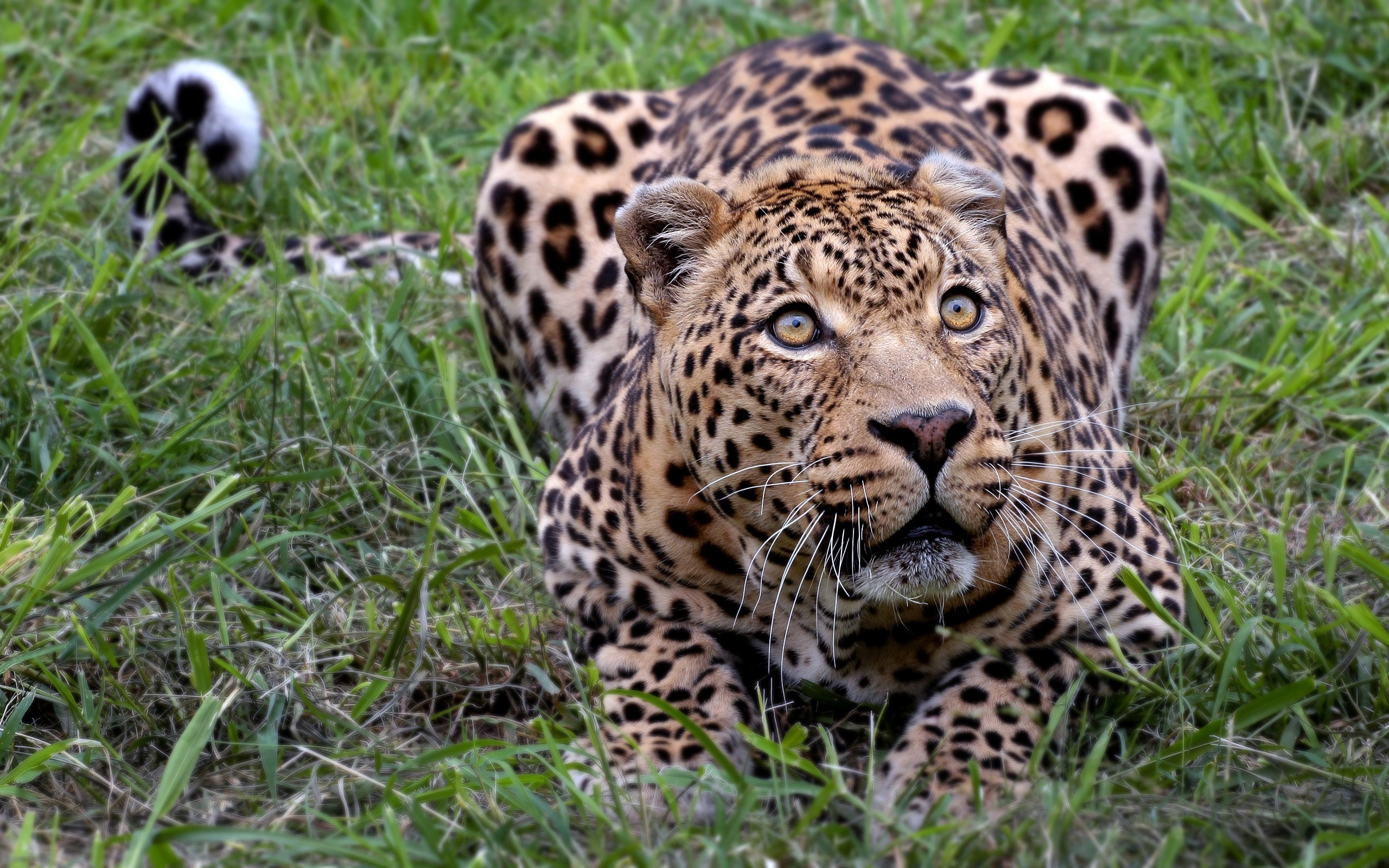 General 2560x1600 animals leopard mammals big cats