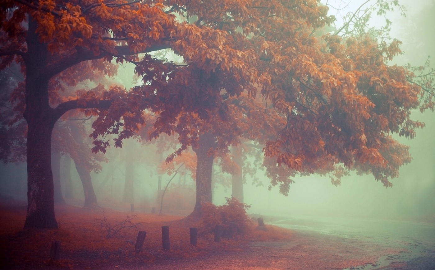 General 1400x868 nature mist landscape morning fall leaves trees road