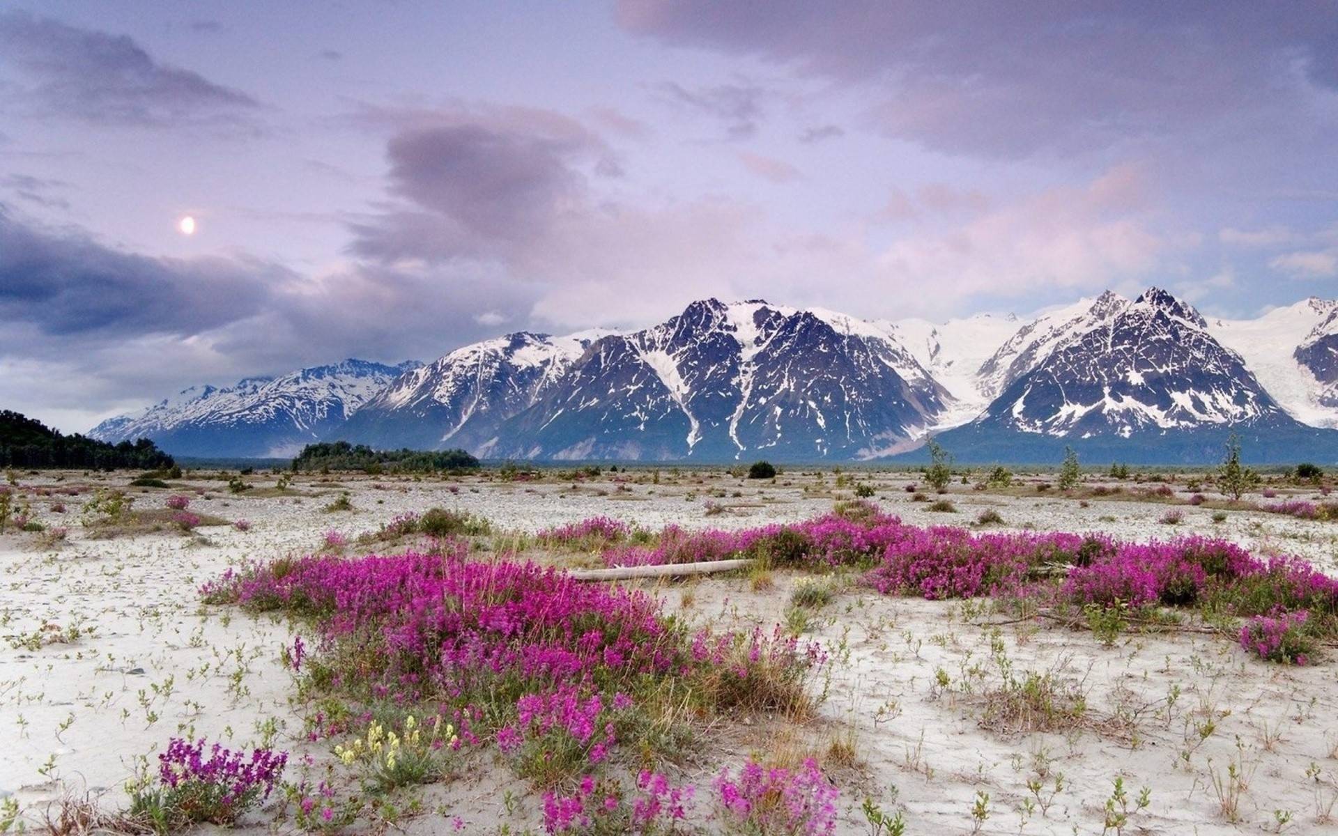General 1920x1200 nature landscape mountains flowers Alaska summer nordic landscapes plants snowy peak
