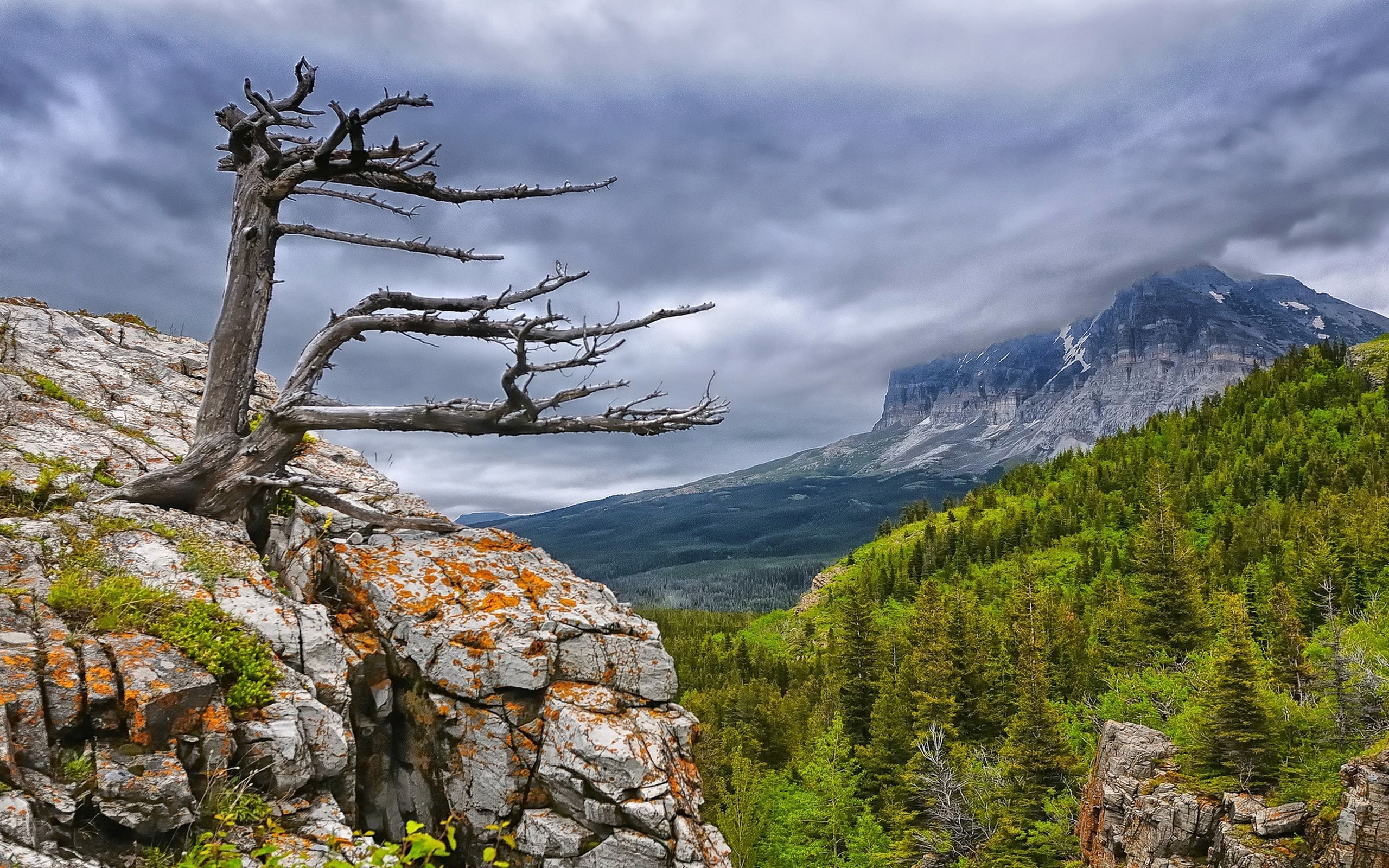 General 2560x1600 cliff forest clouds overcast trees dead trees landscape nature rocks stones mountains Glacier National Park USA Montana Rocky Mountains