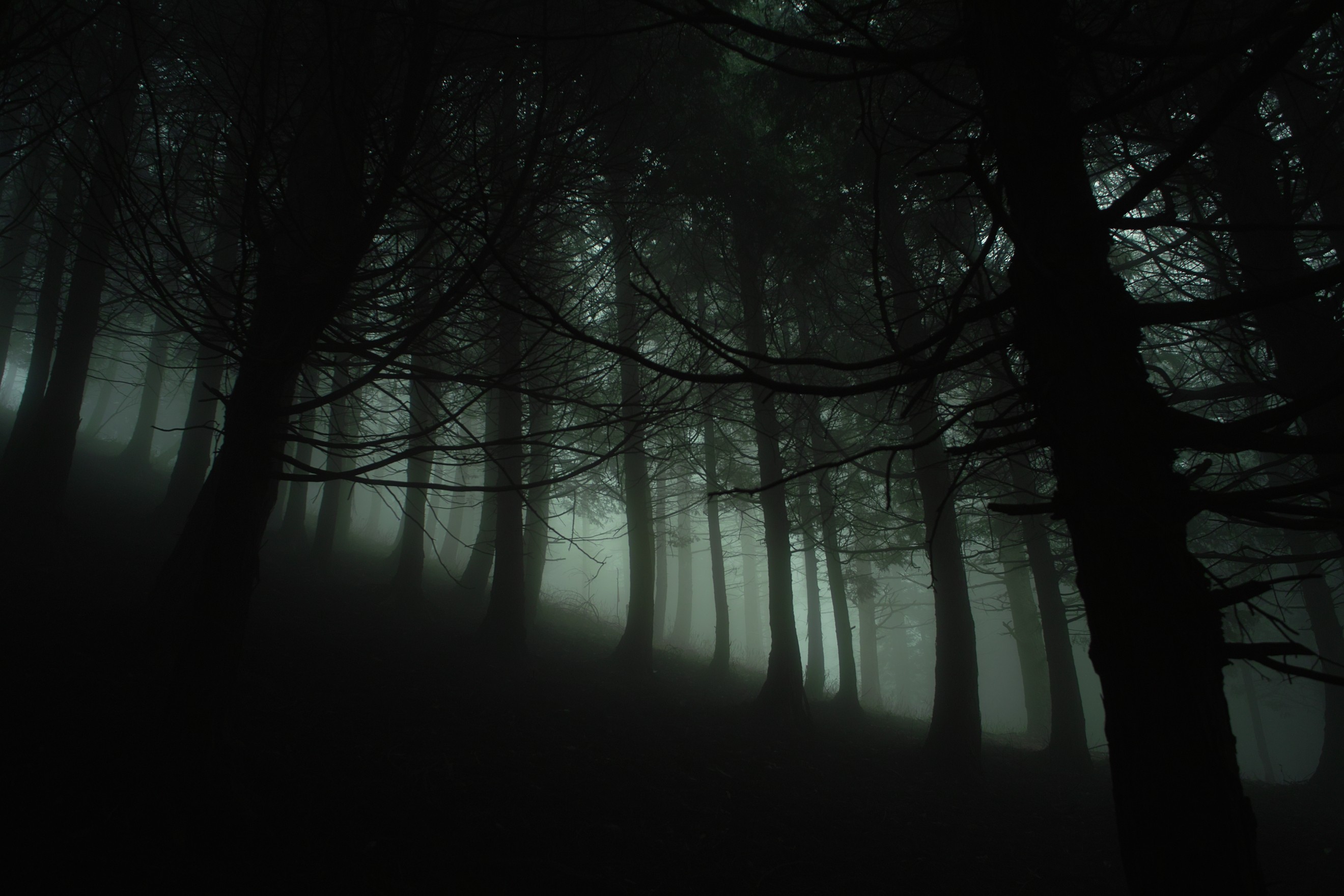 General 2640x1760 nature trees forest branch wood mist leaves silhouette hills dark creepy