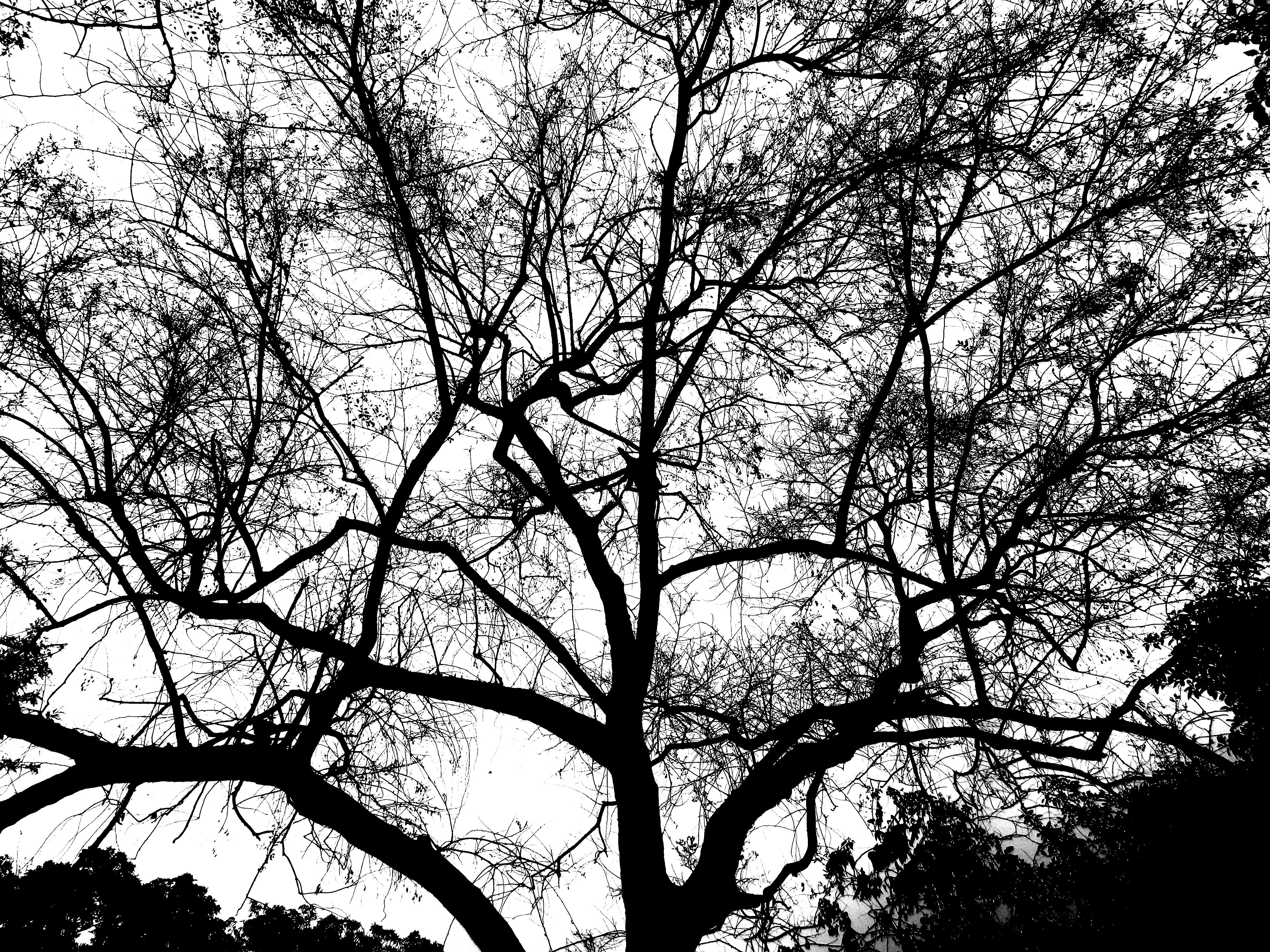 General 4320x3240 outdoors monochrome nature trees