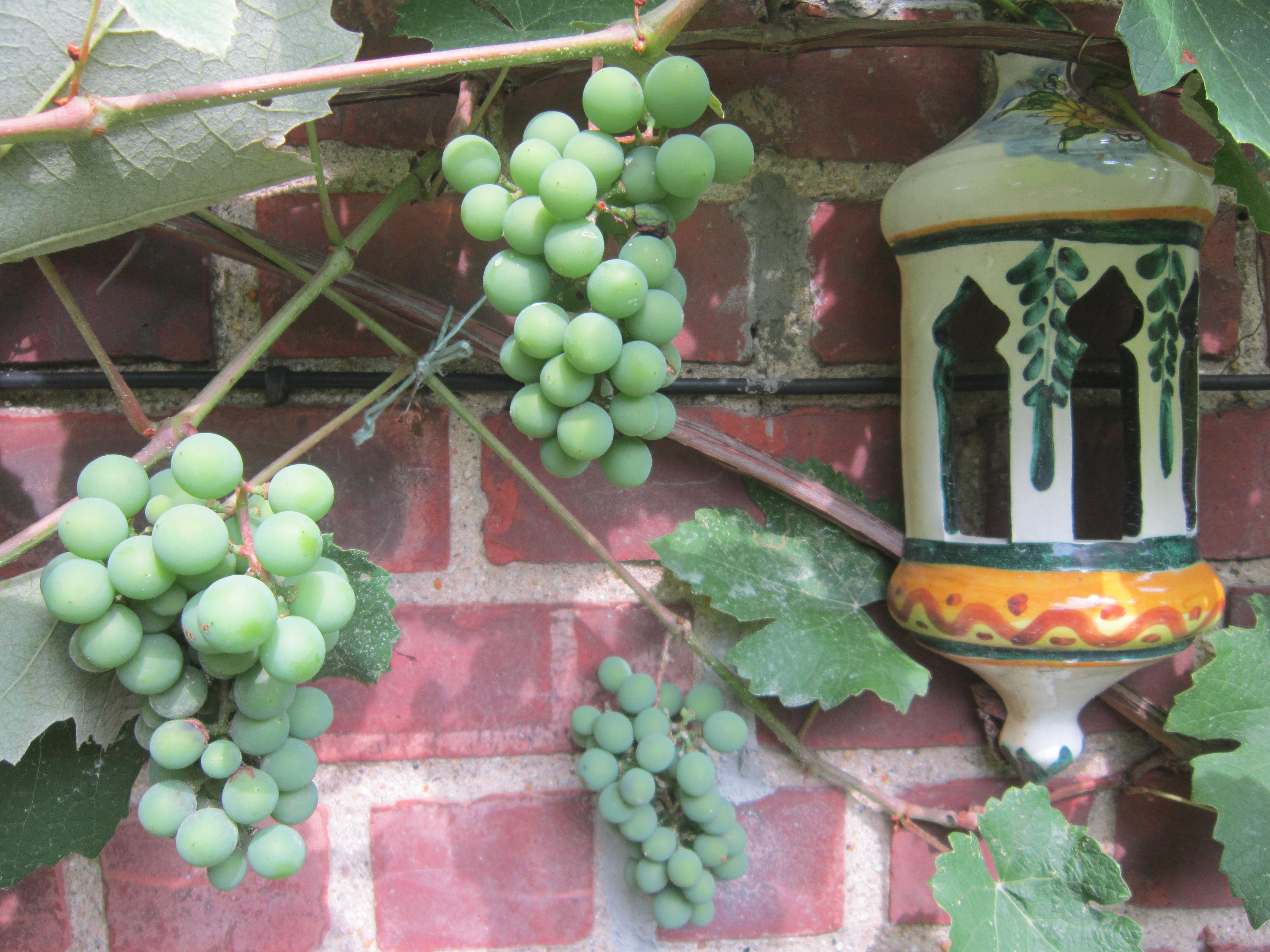 General 4608x3456 nature green grapes bricks leaves lantern berries food wall twigs plants closeup