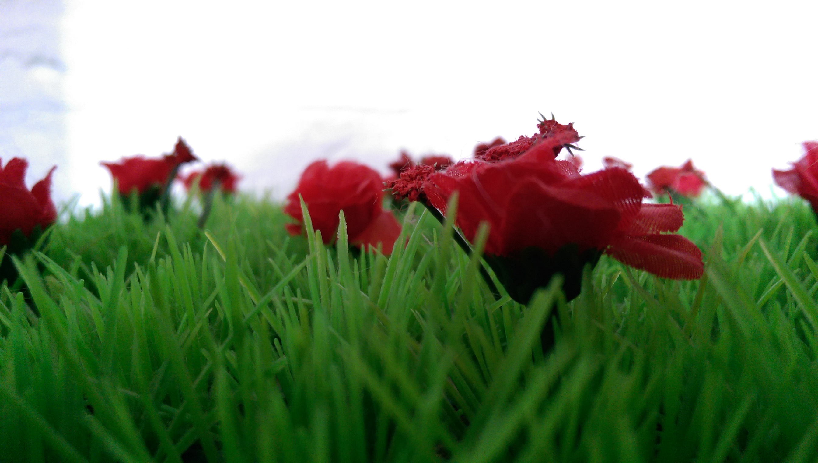 General 2688x1520 flowers plants red grass outdoors closeup macro