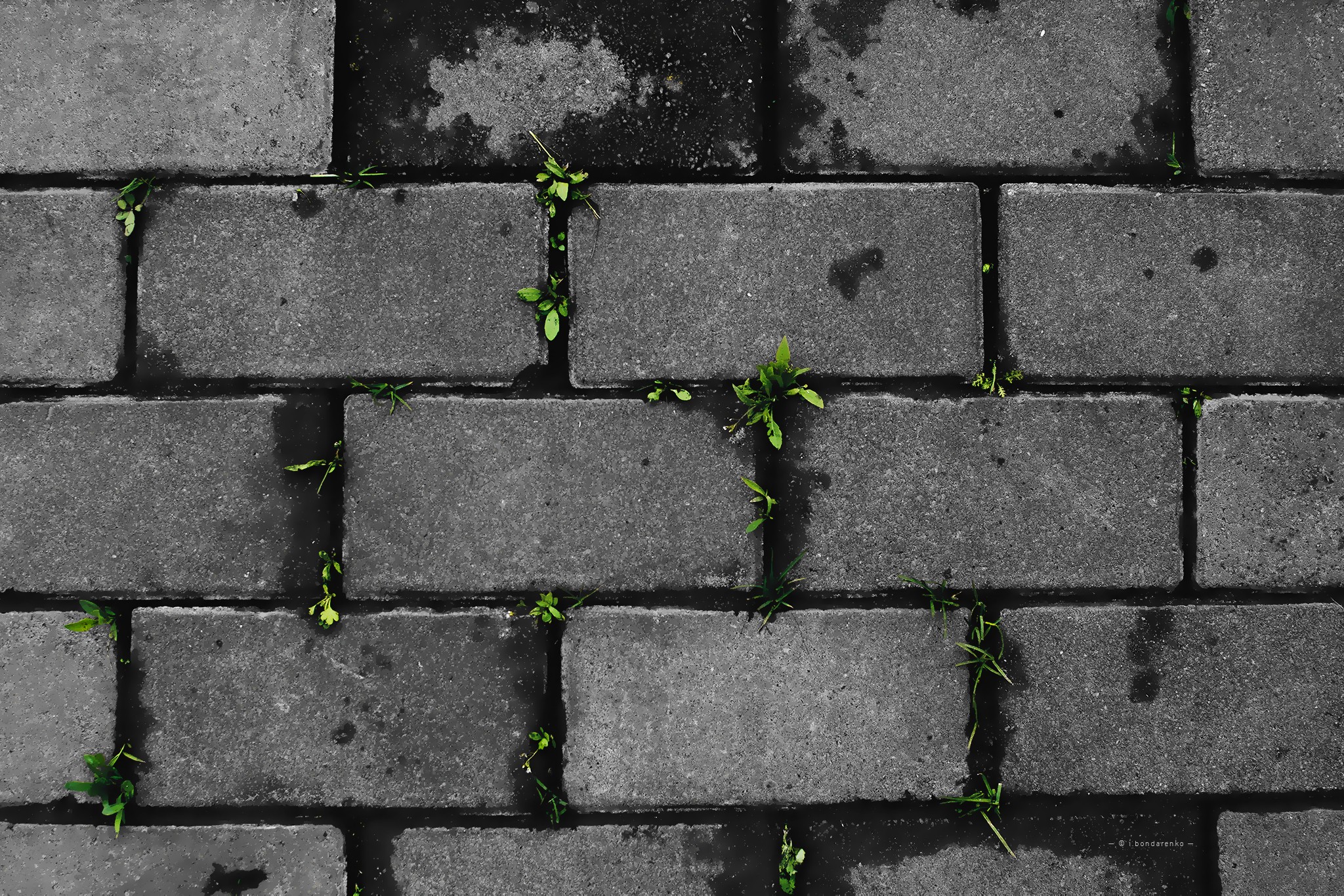 General 2048x1365 bricks plants leaves