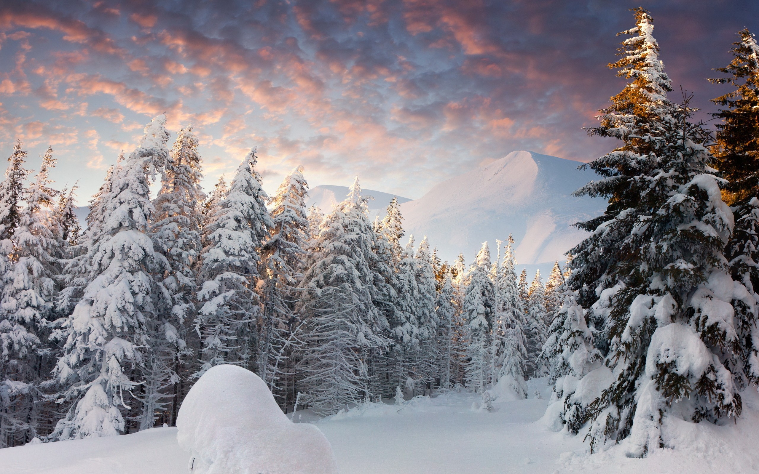General 2560x1600 nature snow forest trees clouds winter cold ice