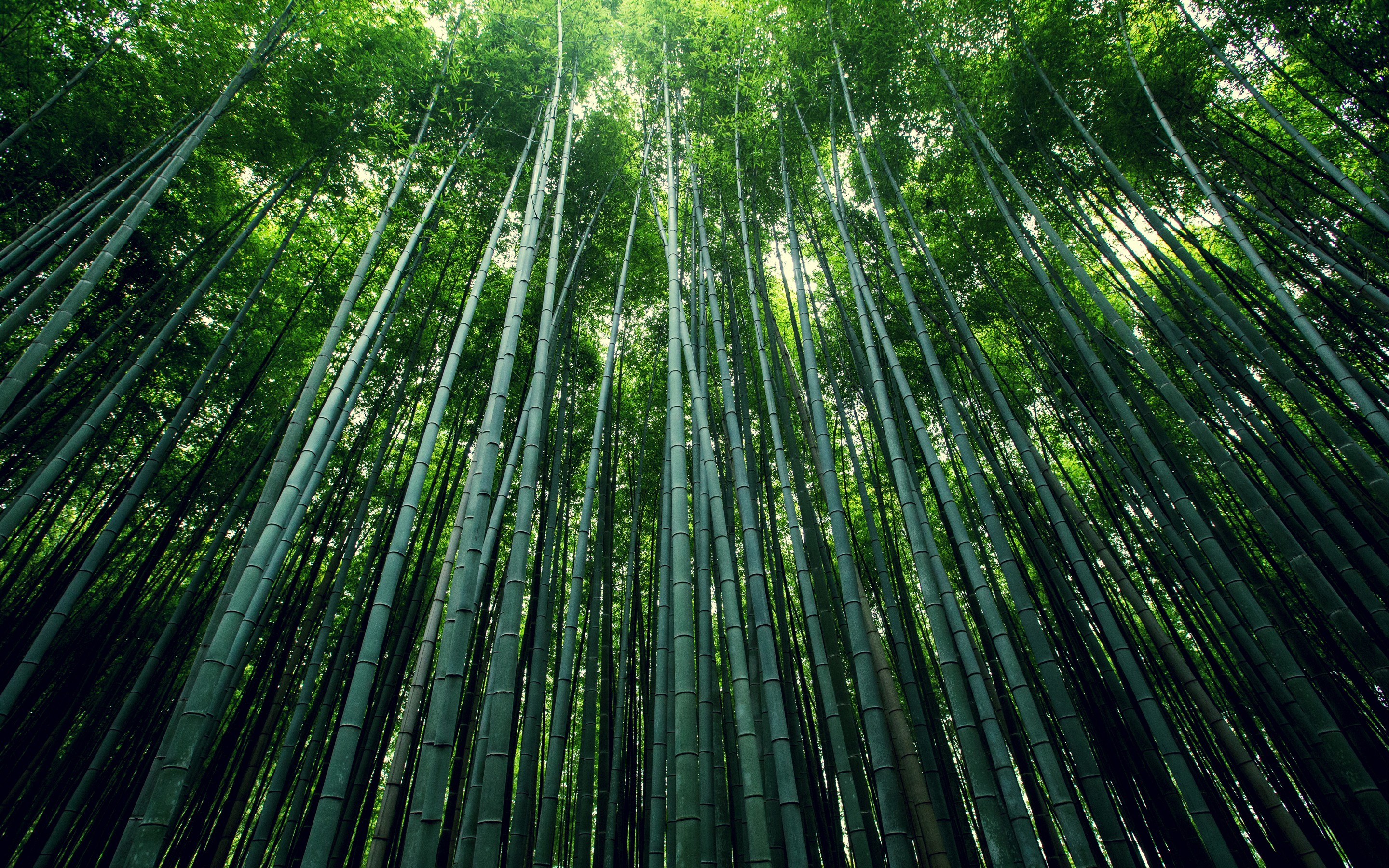 General 2880x1800 bamboo trees green nature plants