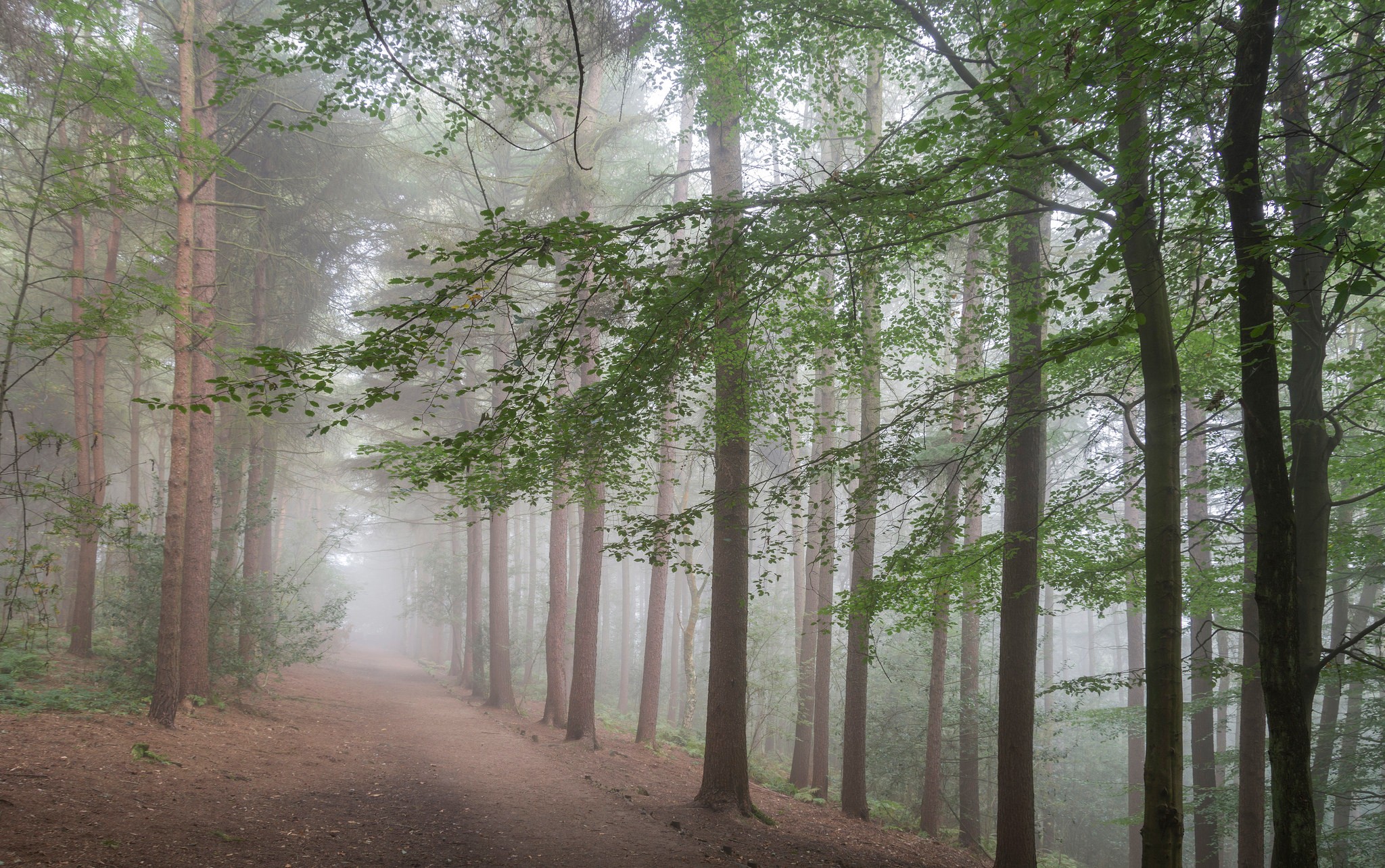 General 2048x1284 trees mist outdoors nature