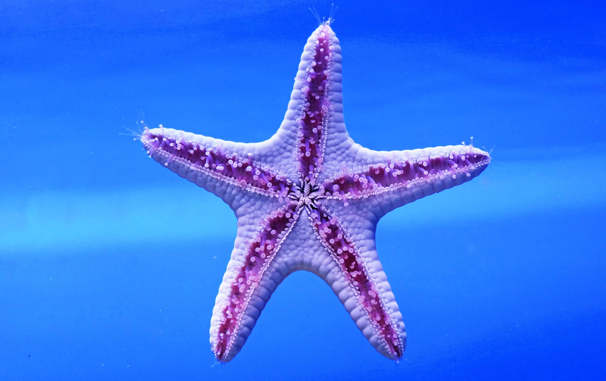 General 2048x1287 sea life starfish animals tropical fish closeup macro