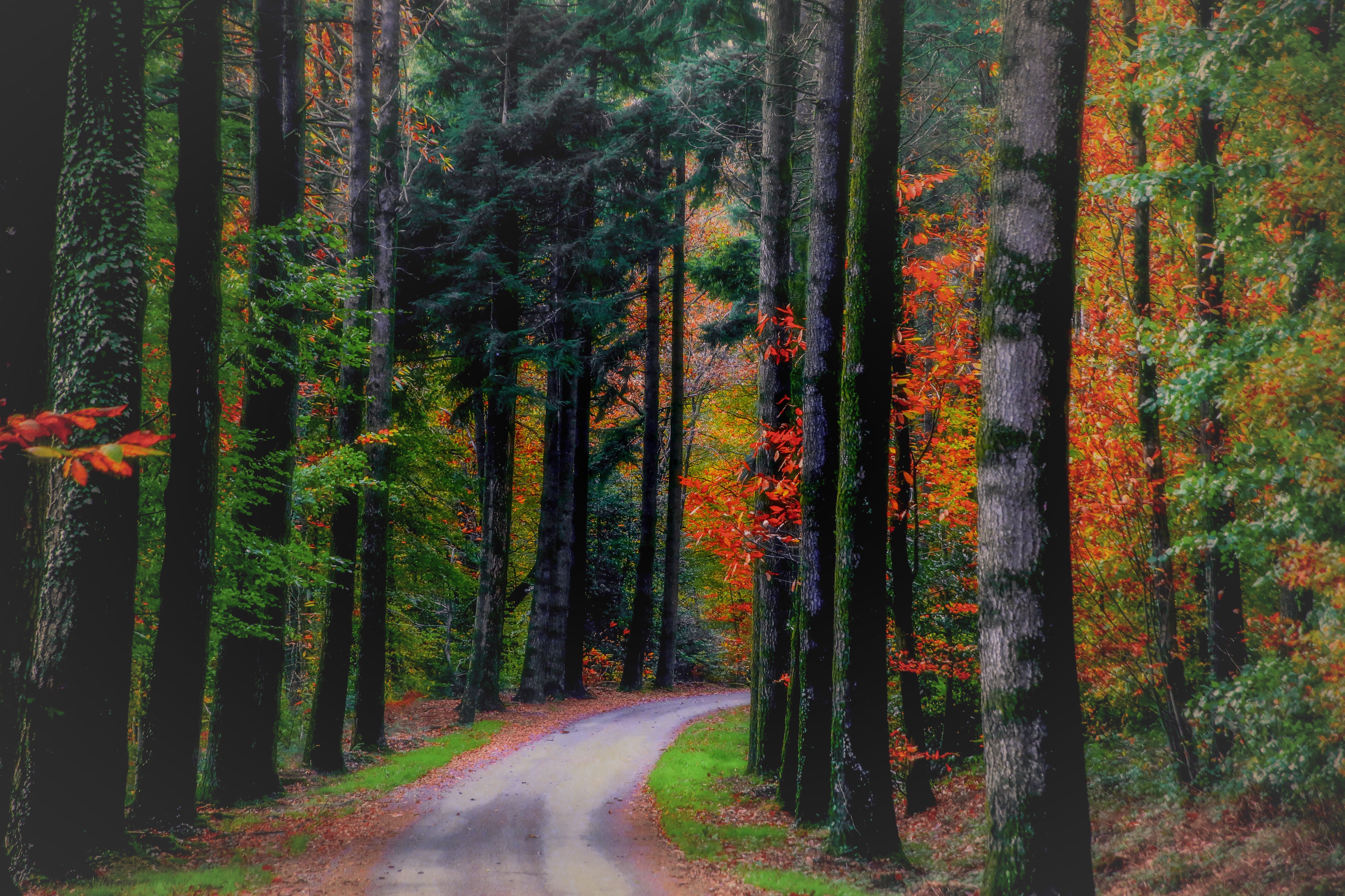 General 4897x3265 HDR forest red leaves trees path nature
