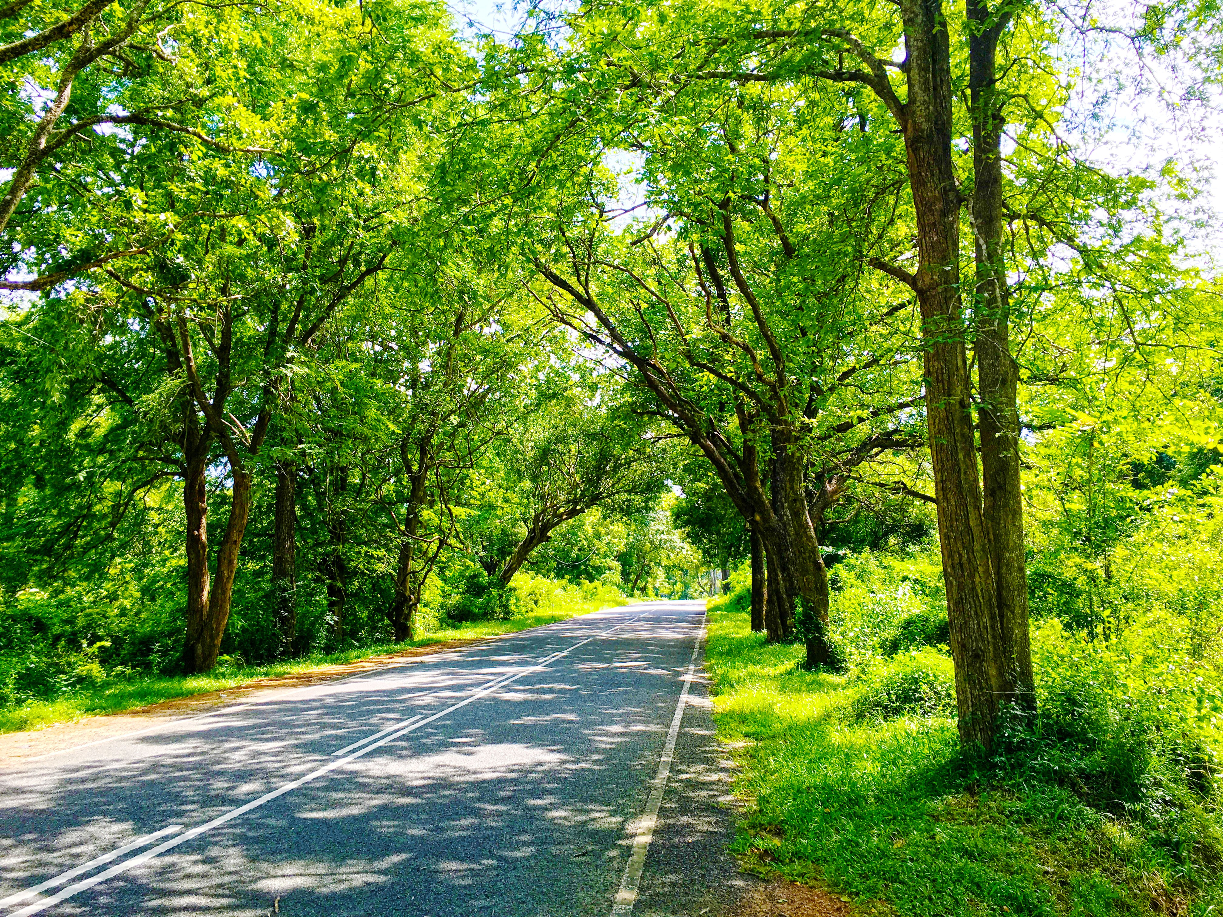 General 4032x3024 road trees photography green asphalt outdoors