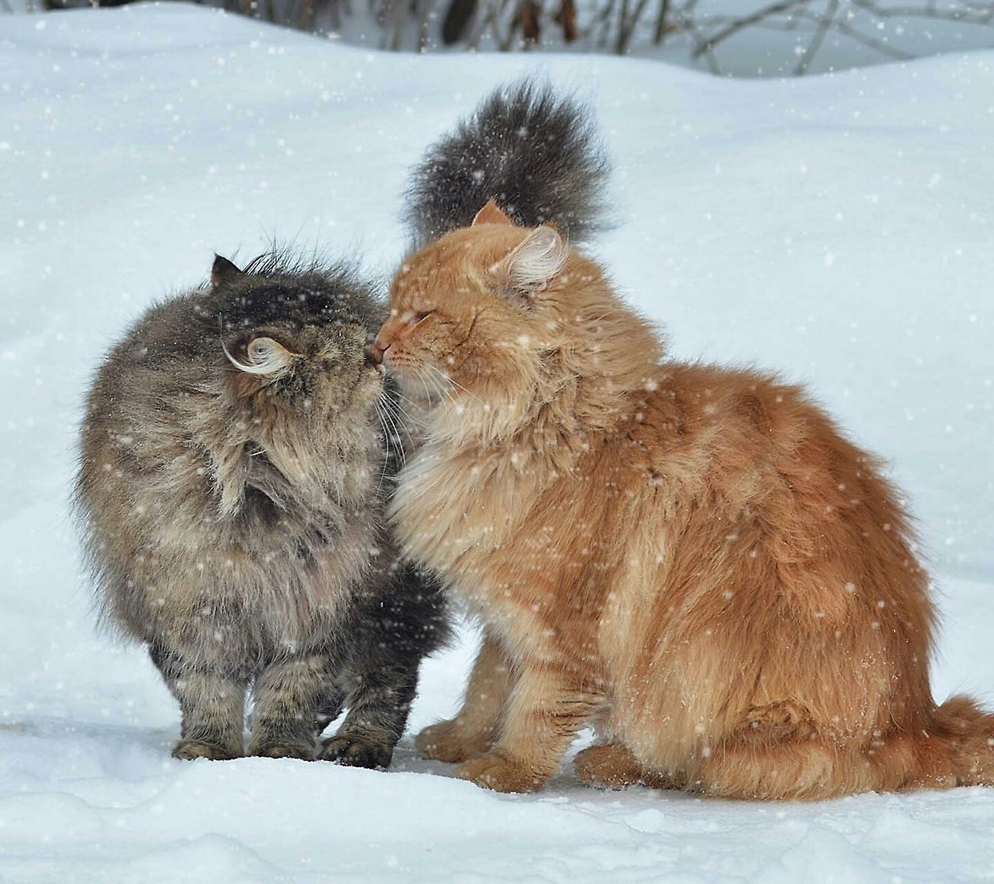 General 1440x1280 cats animals mammals snow winter cold outdoors