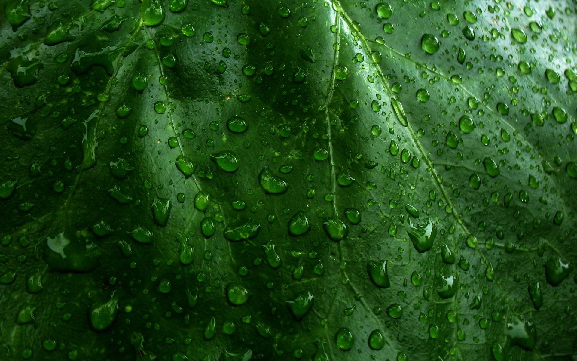 General 1920x1200 leaves texture plants water drops closeup