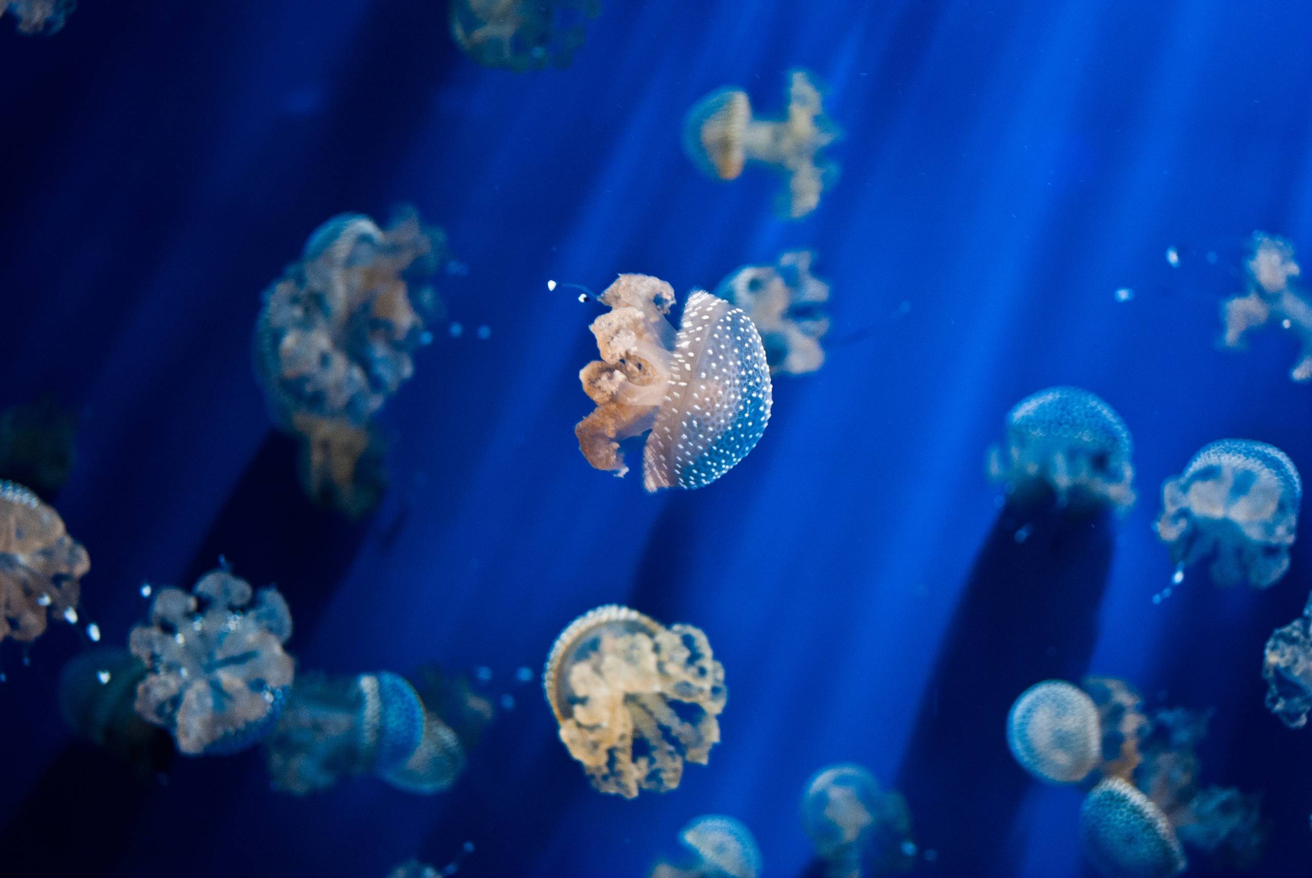 General 2560x1714 jellyfish underwater animals fish blue