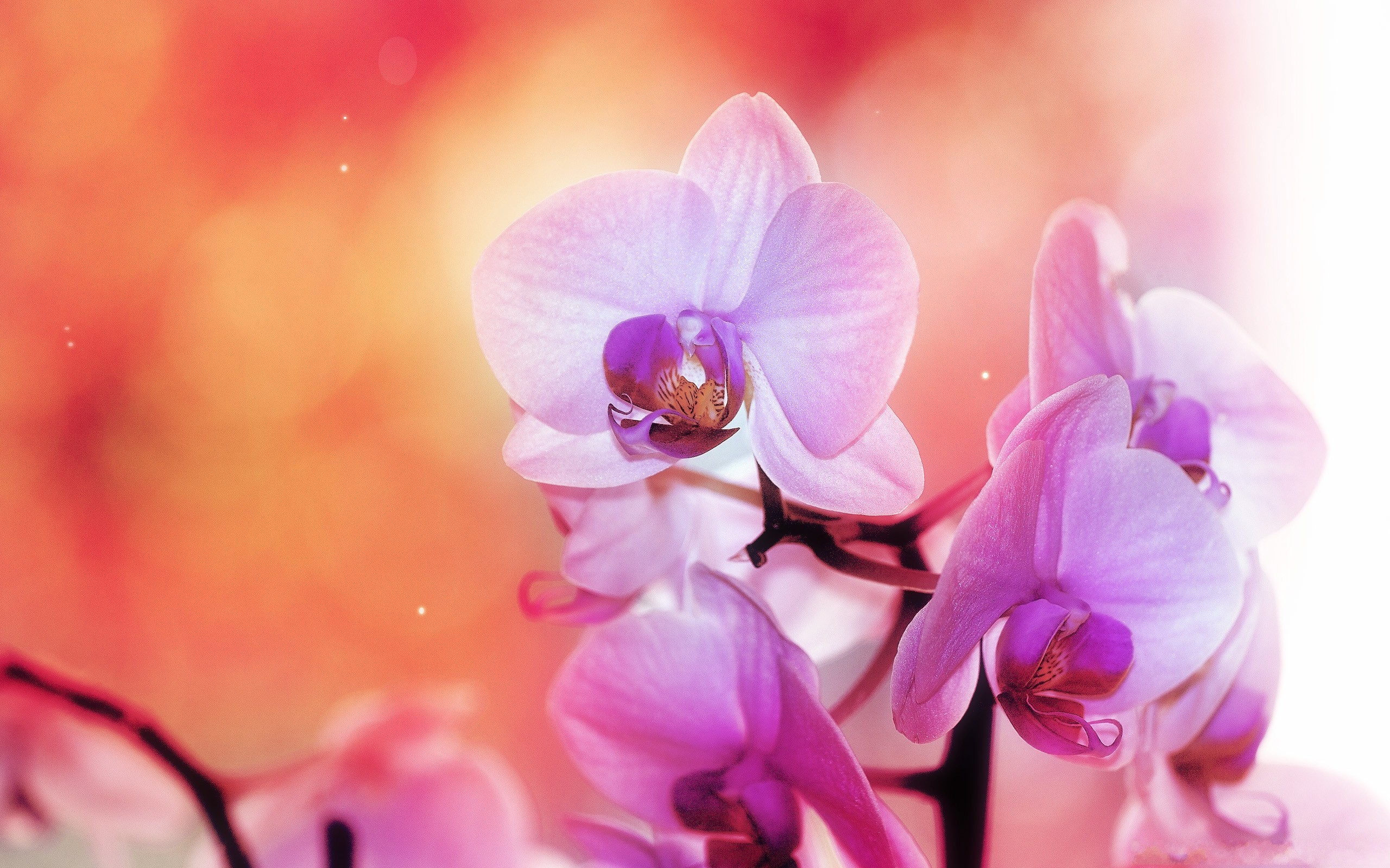 General 2560x1600 pink flowers orchids flowers plants closeup