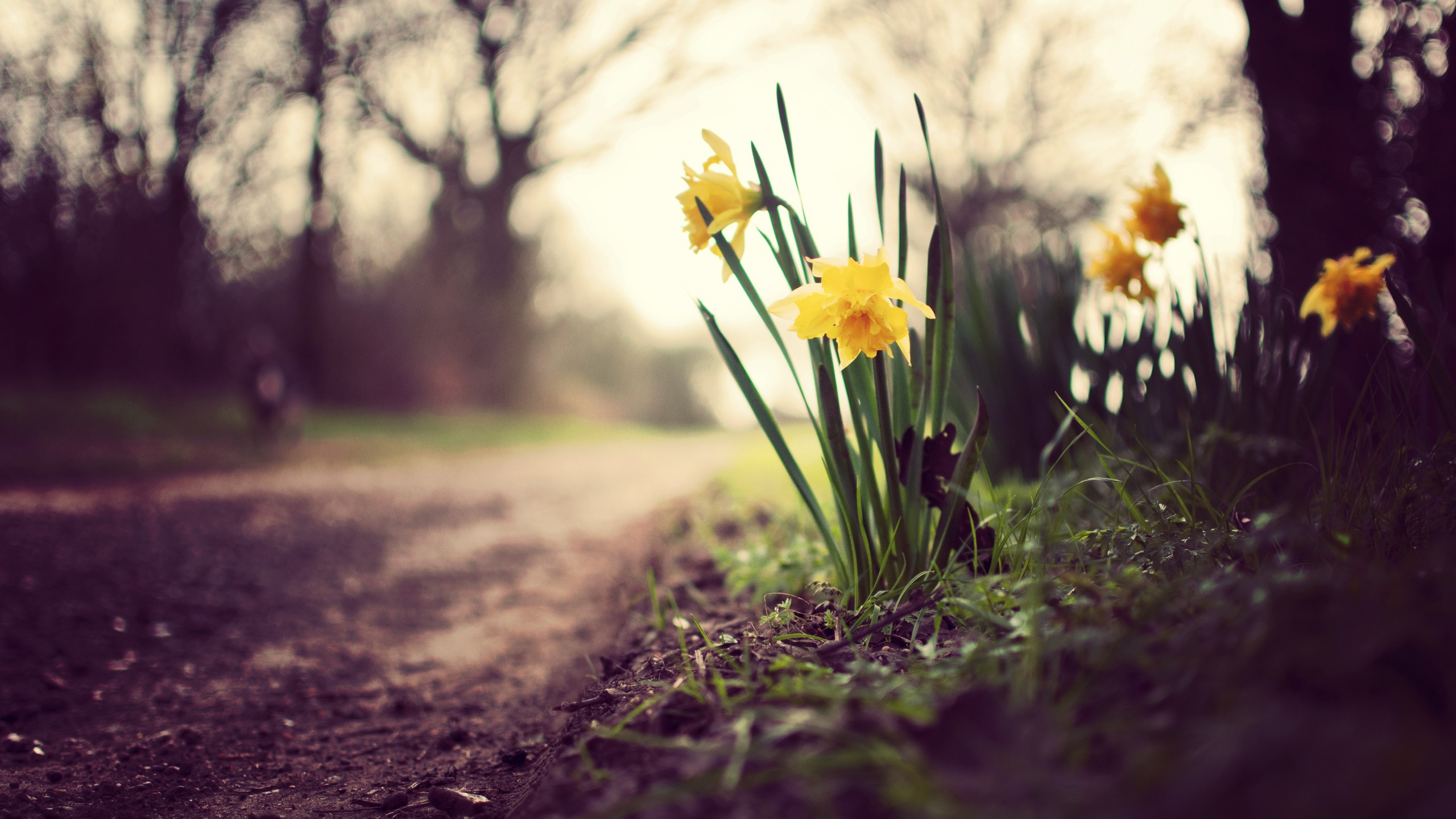 General 2560x1440 flowers dirt yellow flowers depth of field plants outdoors daffodils