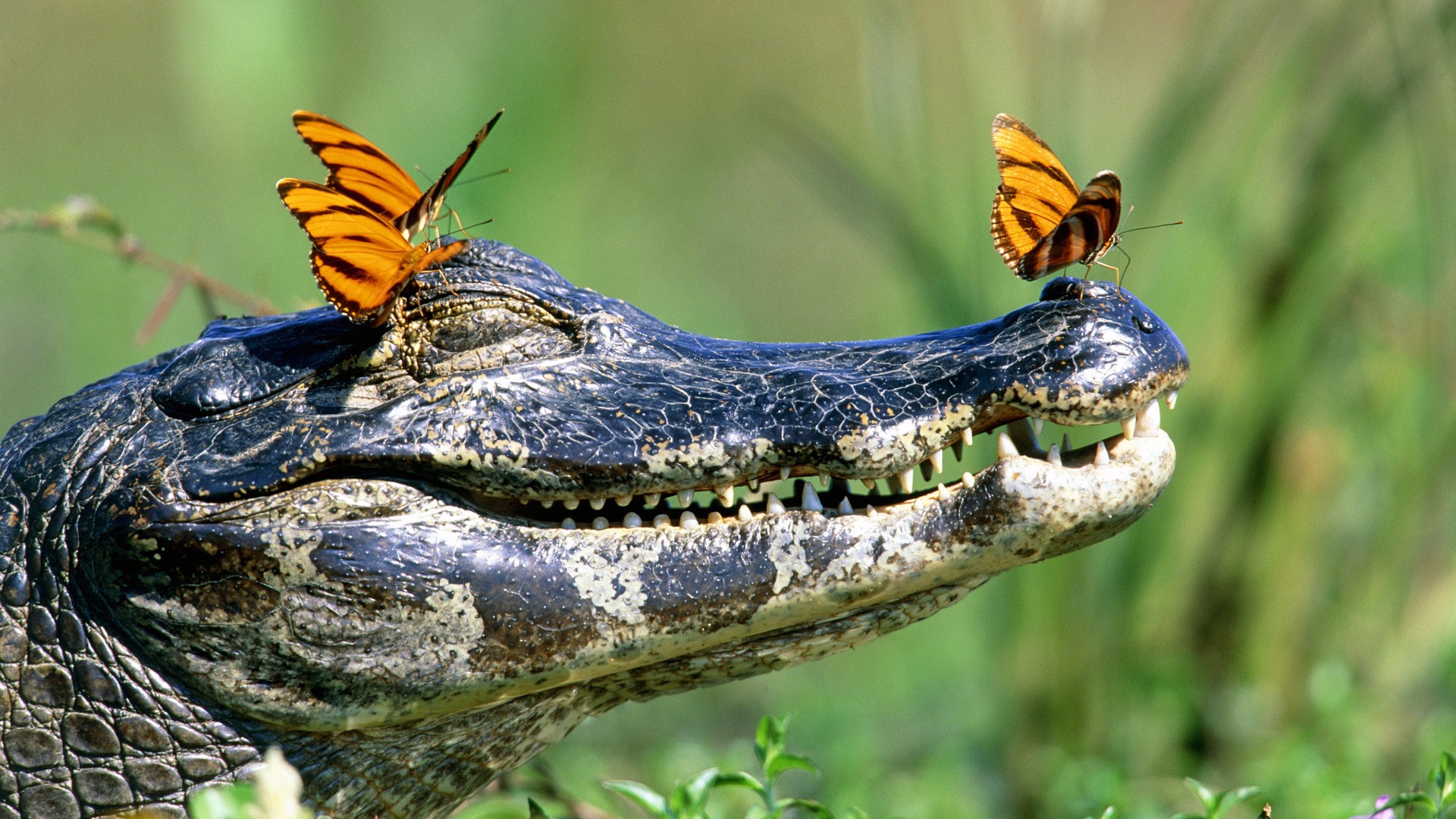 General 1920x1080 crocodiles butterfly reptiles animals