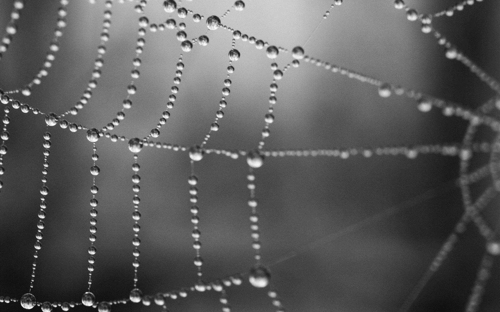 General 1680x1050 spiderwebs water drops monochrome dew