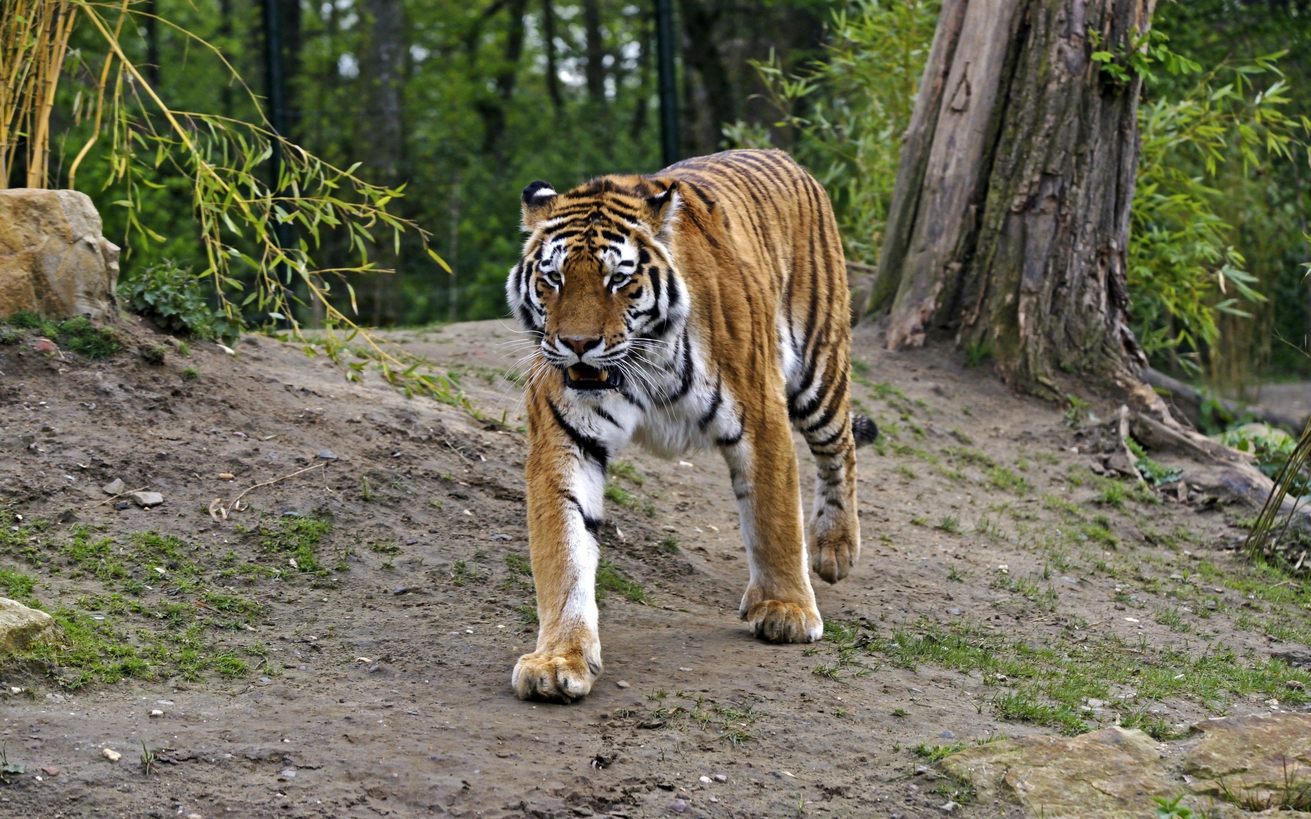 General 2560x1600 animals tiger big cats mammals