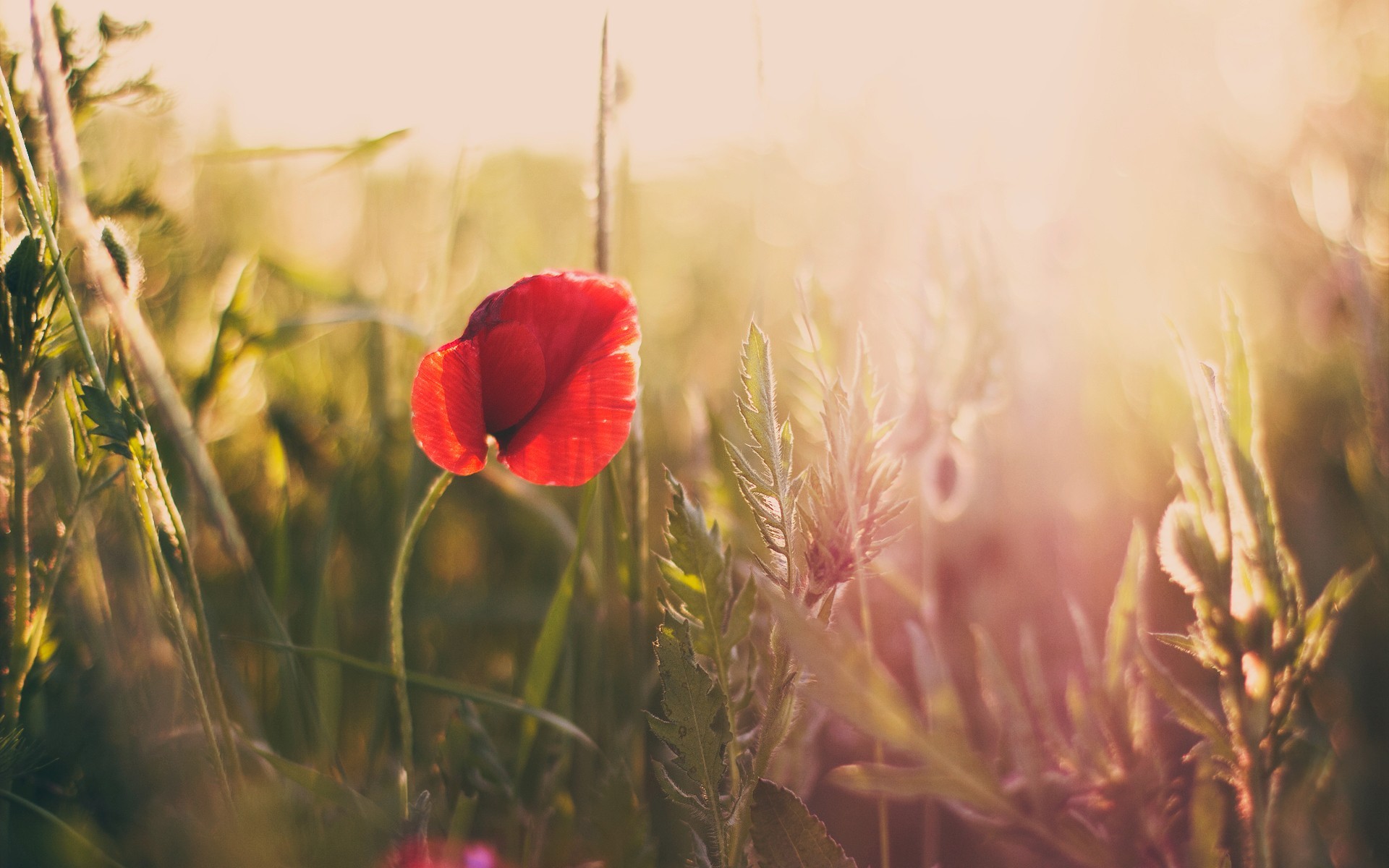 General 1920x1200 poppies flowers nature sunlight outdoors plants