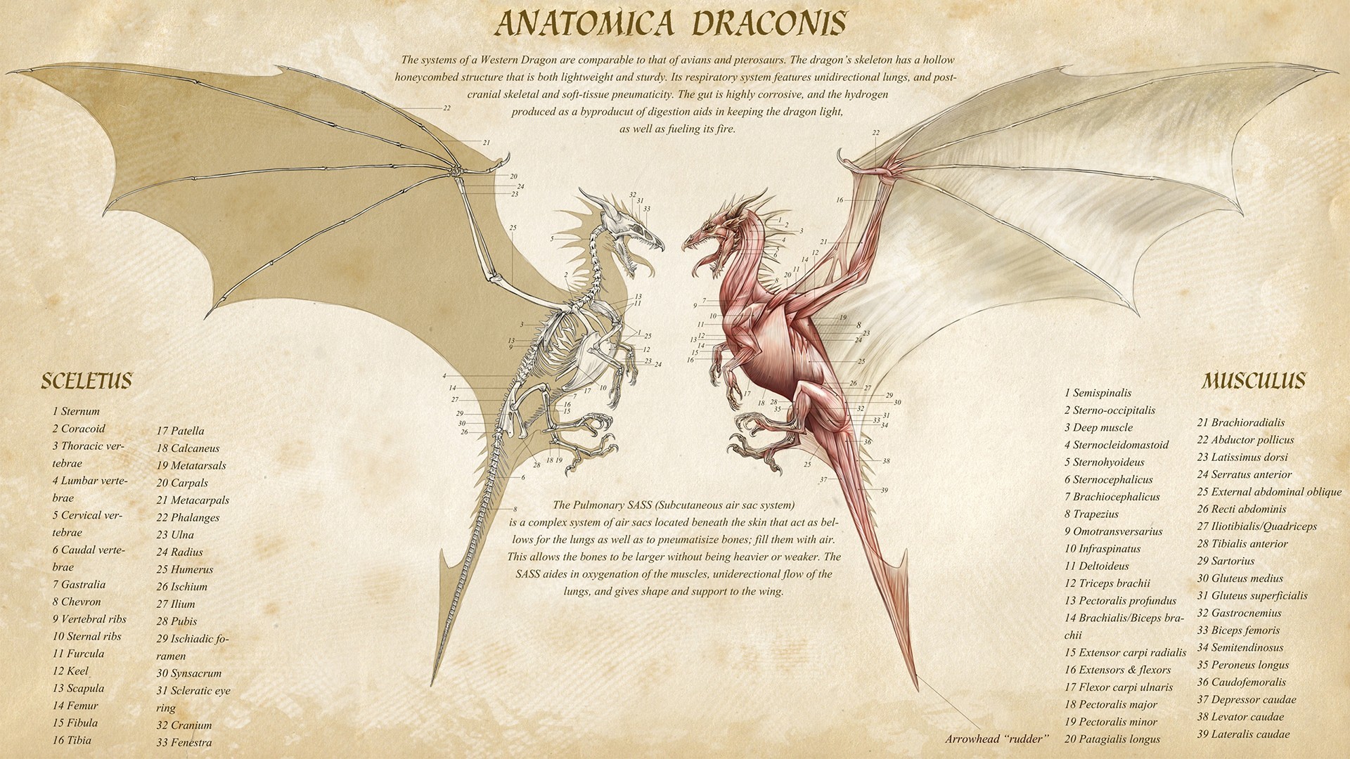 General 1920x1080 dragon infographics numbers creature anatomy skeleton digital art