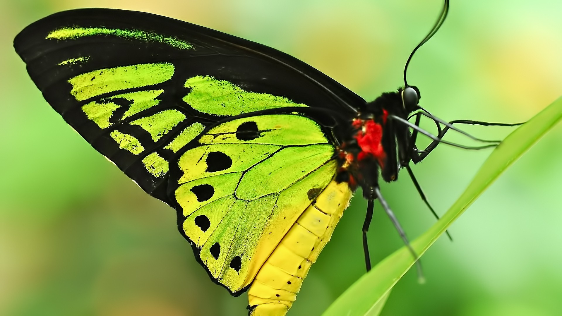 General 1920x1080 butterfly nature insect macro green closeup animals green background