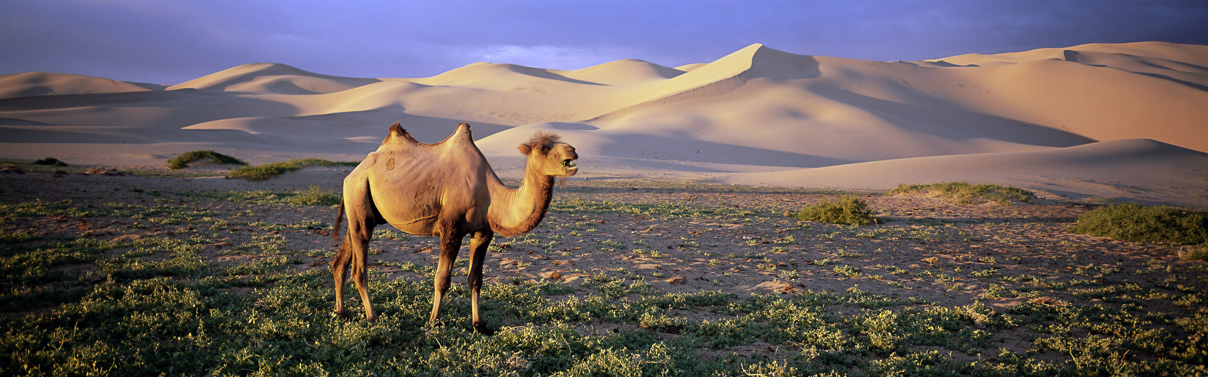 General 3840x1200 nature animals wildlife desert camels landscape mammals