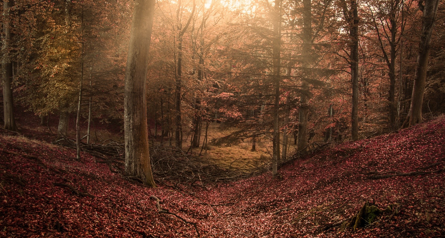 General 1800x963 forest sun rays trees leaves hills nature outdoors fallen leaves fall plants sunlight