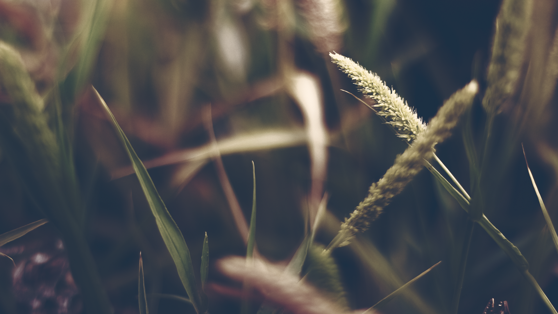 General 1920x1080 macro depth of field plants wheat Agro (Plants) outdoors