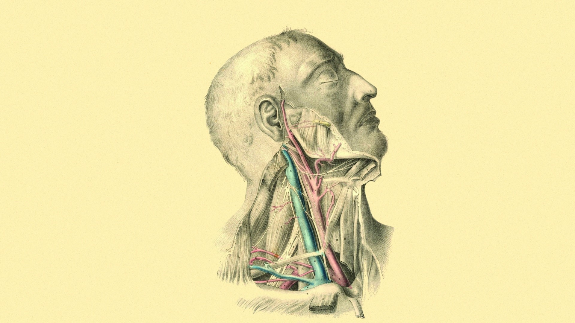 General 1920x1080 digital art minimalism men face artwork portrait veins drawing simple background anatomy muscles skin medicine