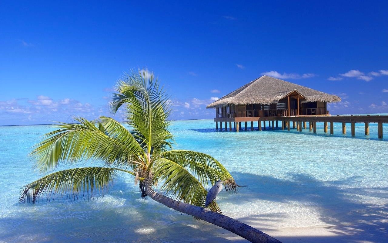 General 1280x800 Maldives resort beach palm trees sand birds bungalow walkway vacation sea tropical nature landscape