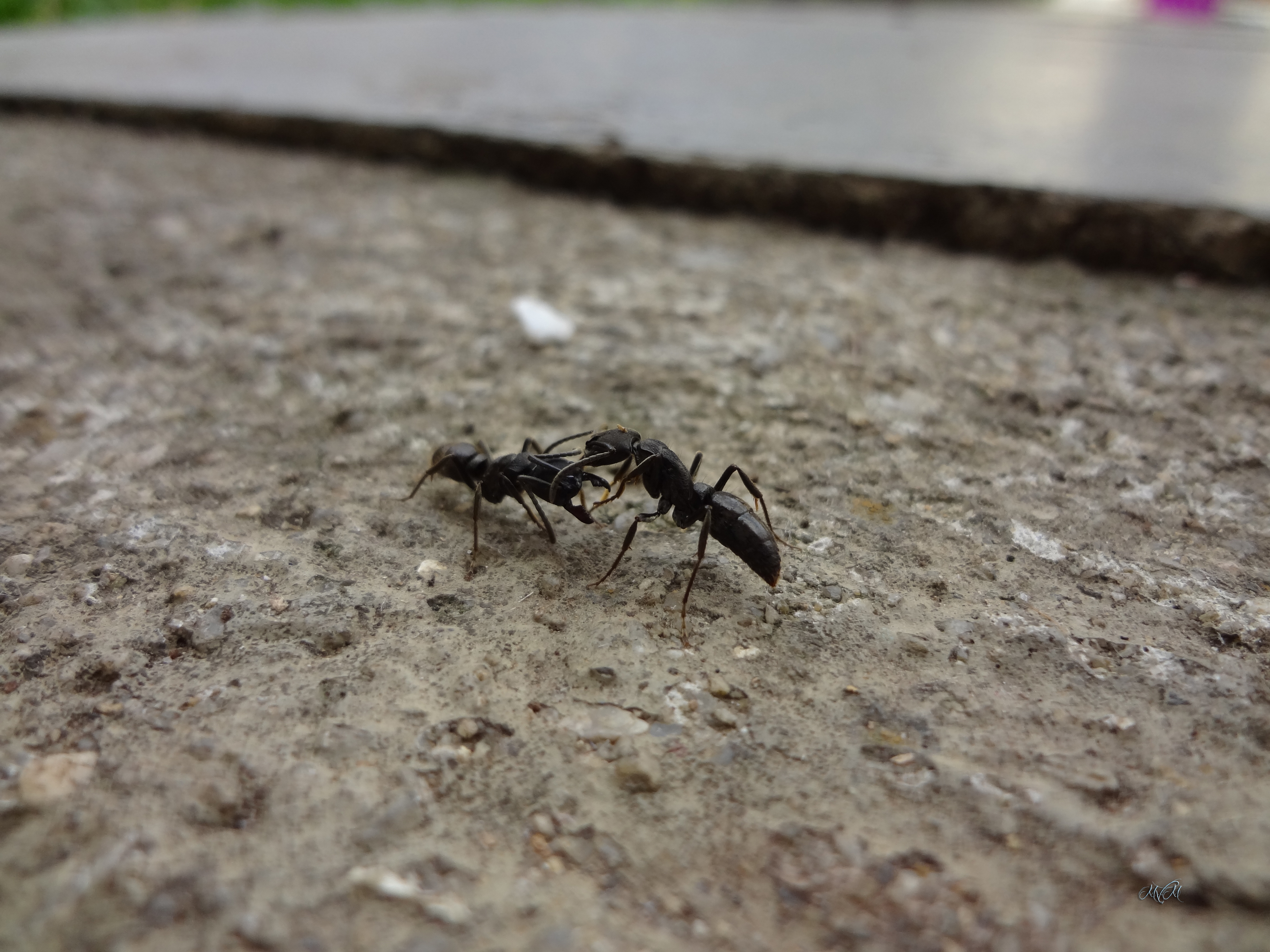 General 4608x3456 insect ants ground fighting depth of field