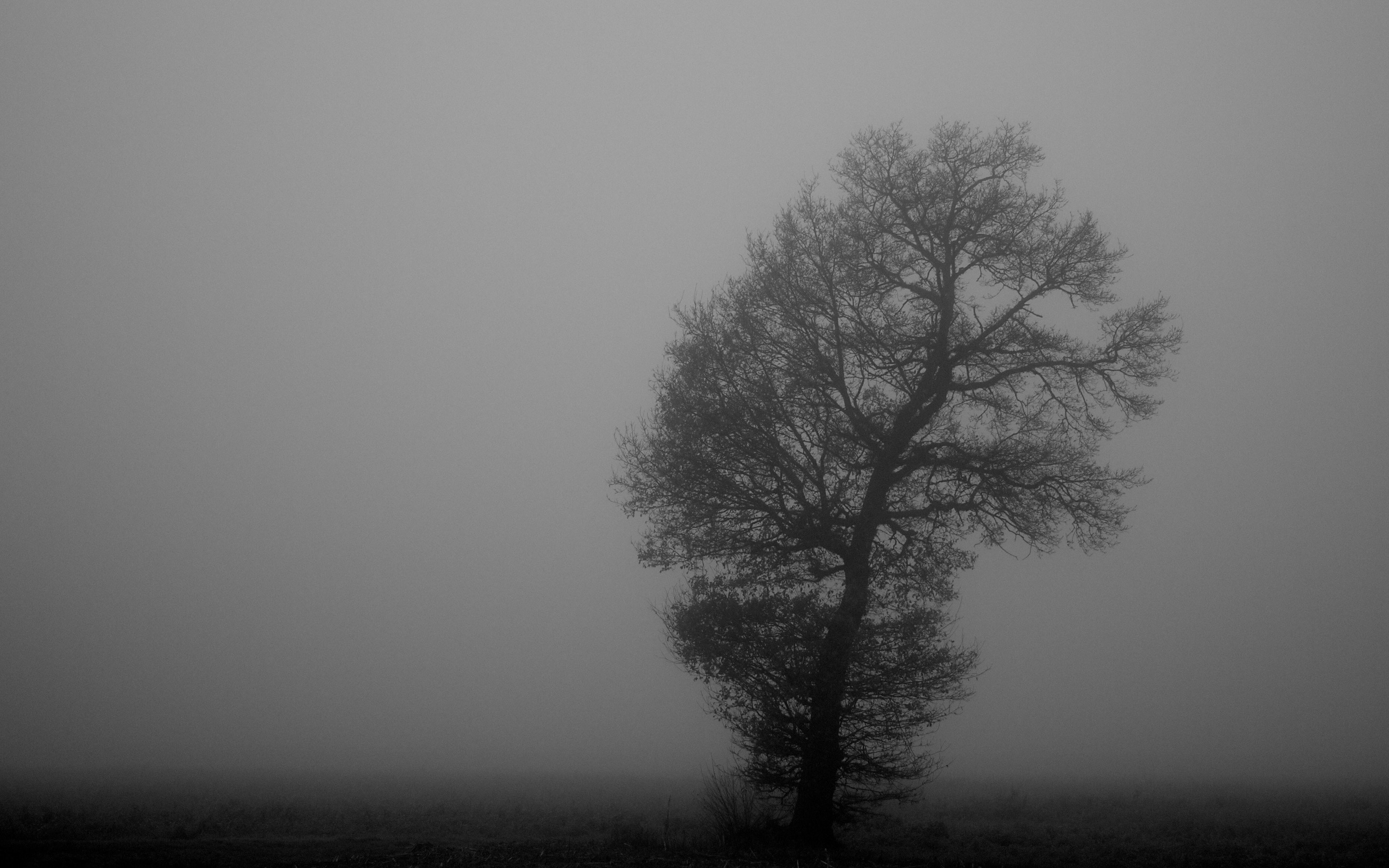 General 2880x1800 monochrome mist trees nature outdoors