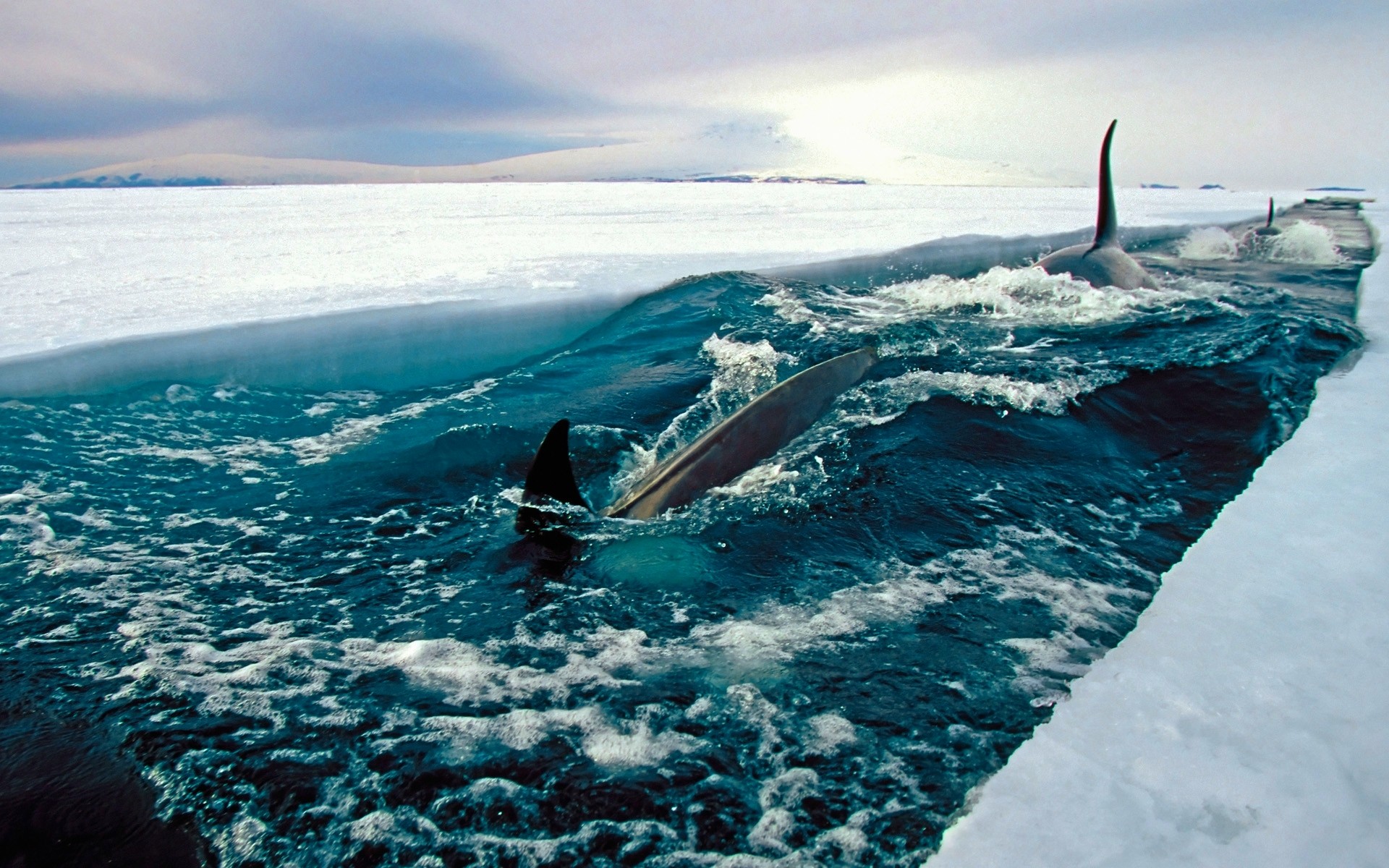 General 1920x1200 sea ice Antarctica nature landscape orca animals